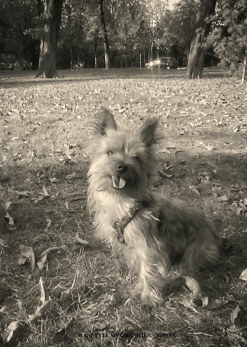 Senior Yorkie Moments