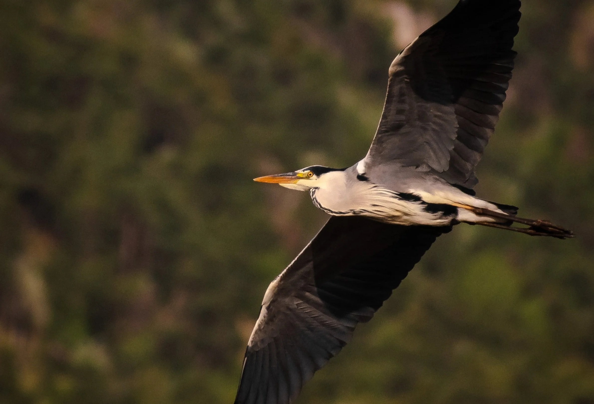 A great blue heron flying with wings spread wide, mid-flight, against a blurred natural background.