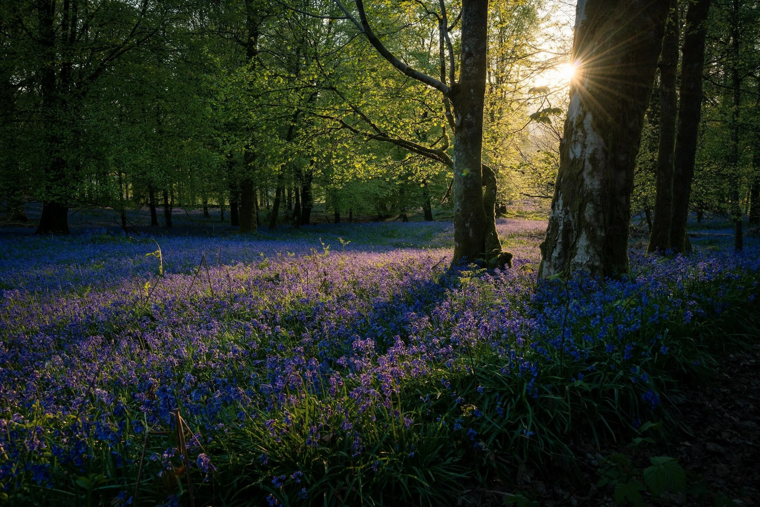 Sunlight filtering through a green-leaved forest with blue flowers covering the ground.