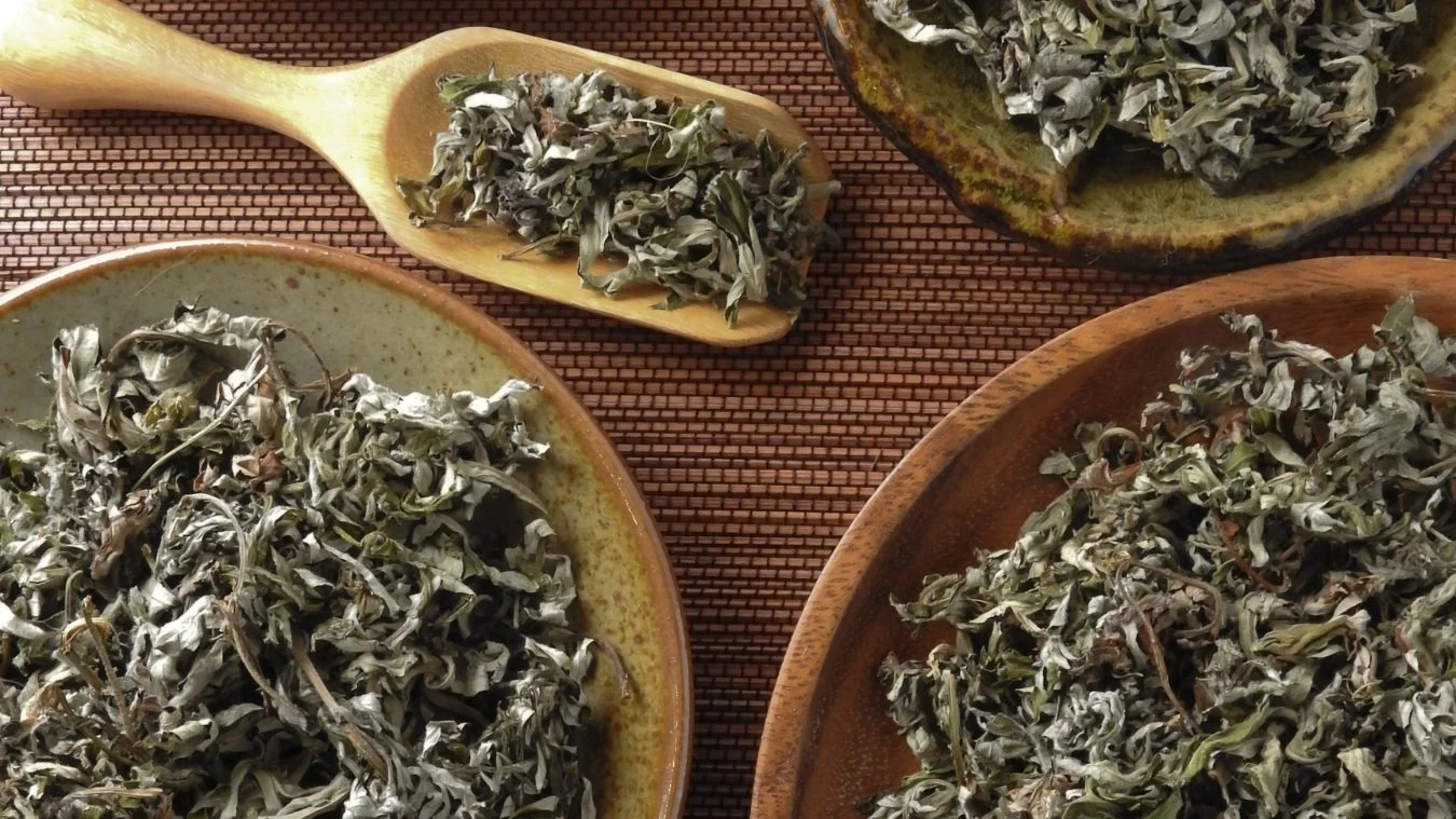 Mugwort: Our Guide Between the Realms