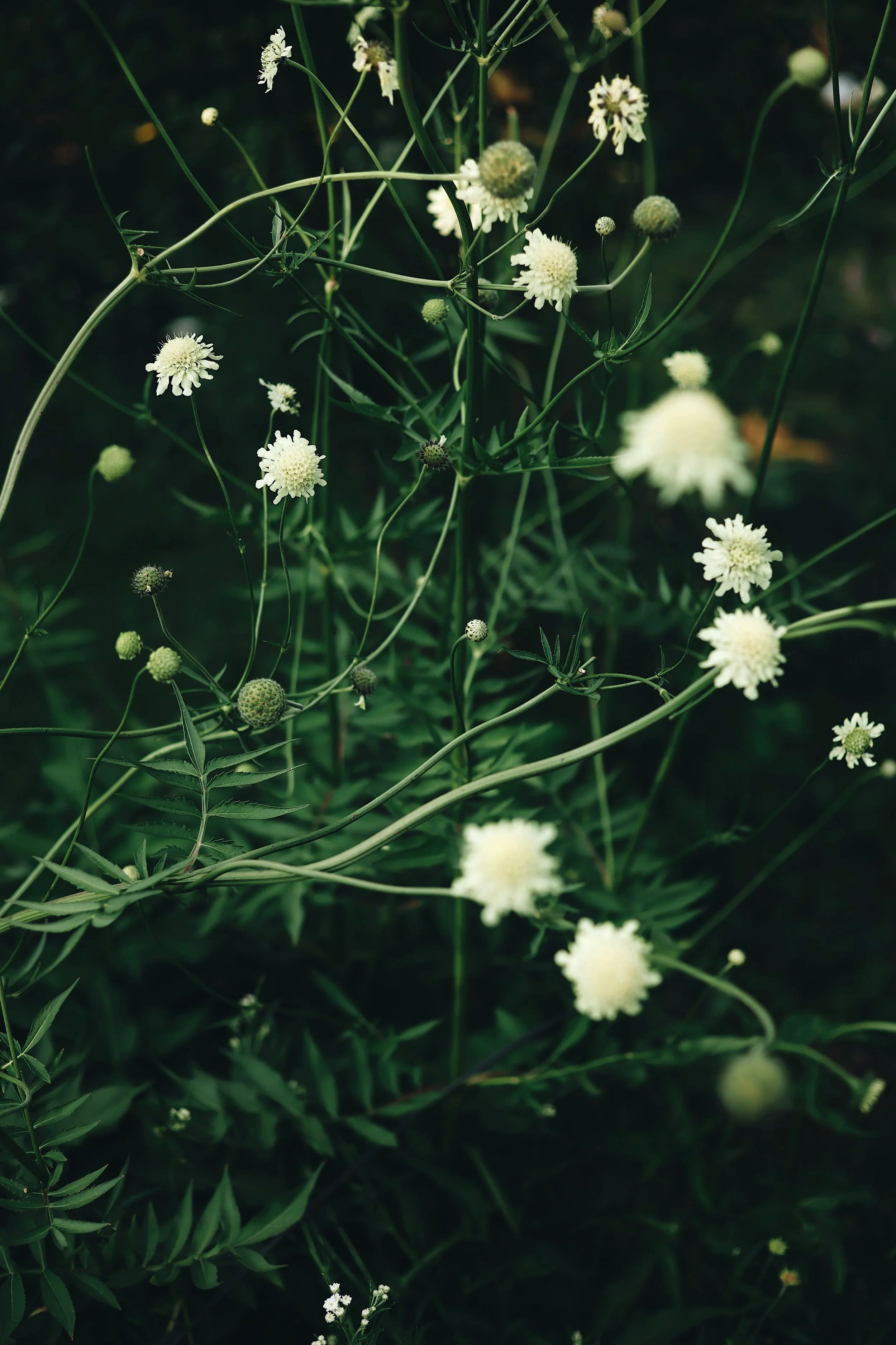 5536EE38-88F0-49DF-93FD-1DFEDFABD170.png