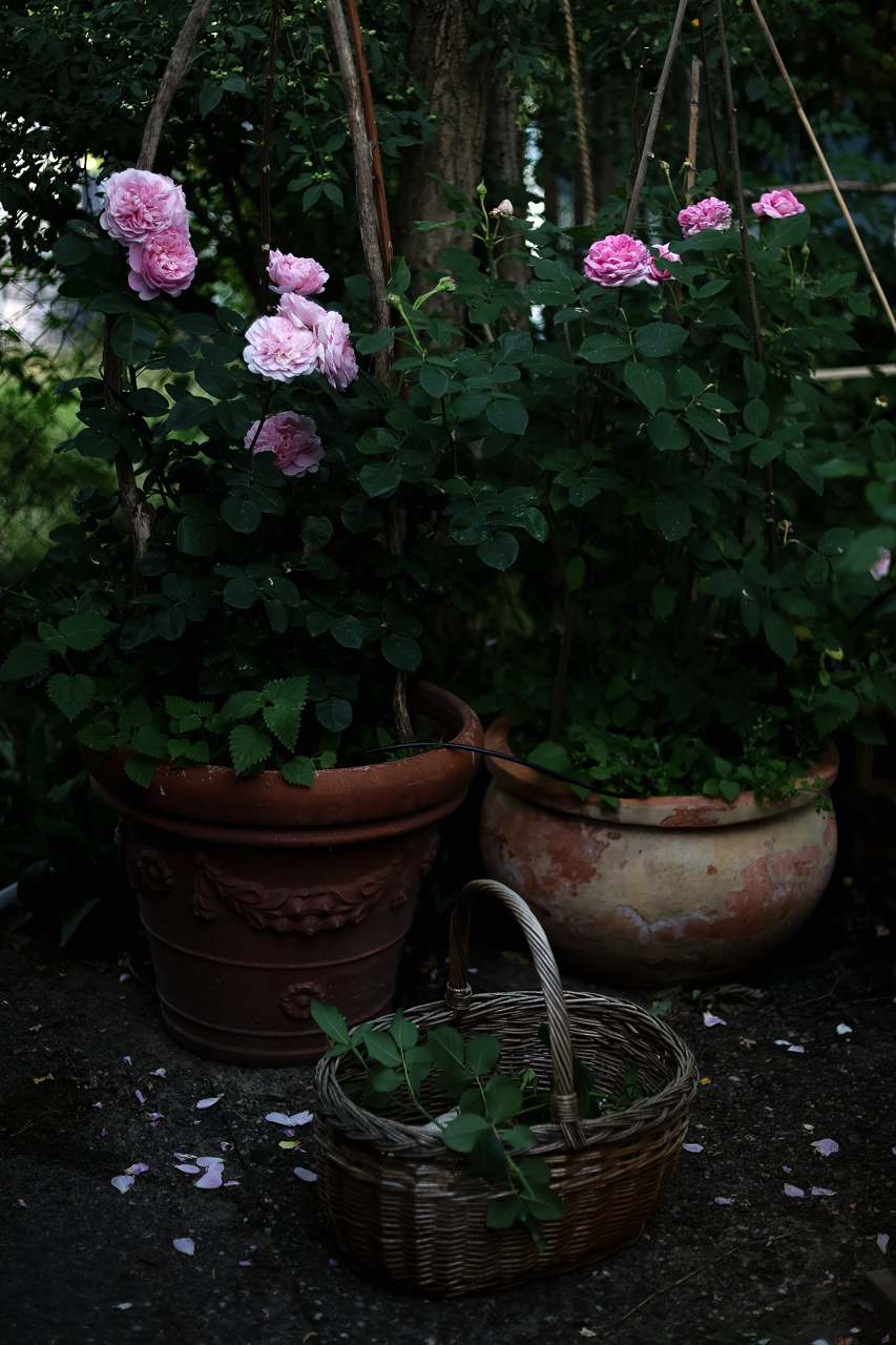 Gro%C3%9F+%28Garten+Inspiration+%2829+von+30%29%29.png