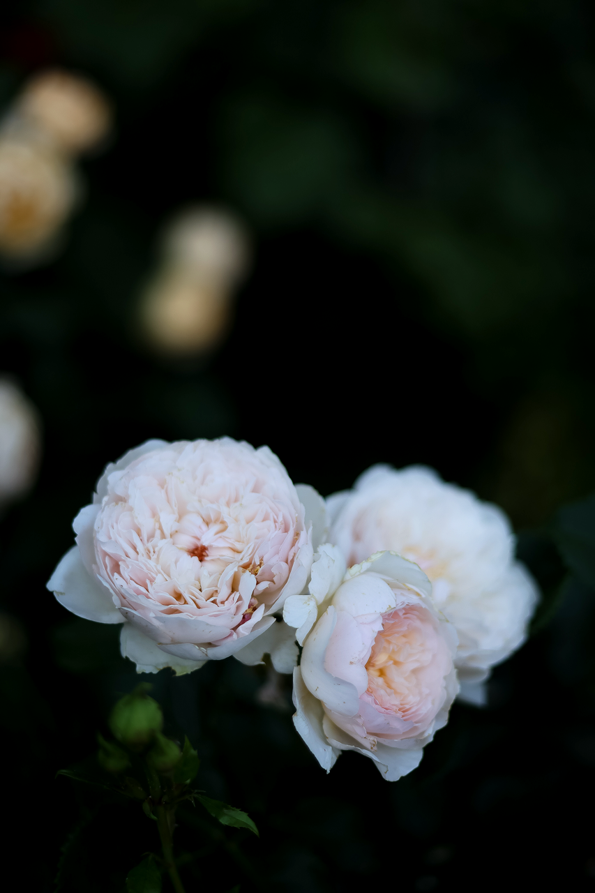 Gro%C3%9F+%28Garten+Inspiration+%2815+von+30%29%29.png