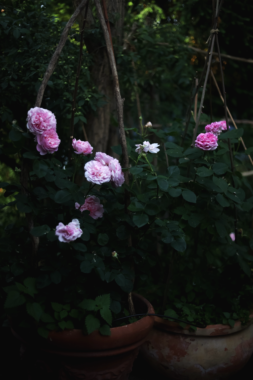 Gro%C3%9F+%28Garten+Inspiration+%2814+von+30%29%29.png