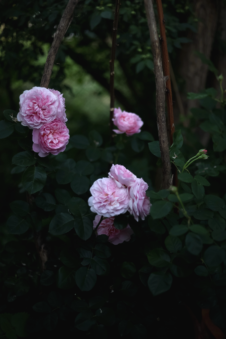 Gro%C3%9F+%28Garten+Inspiration+%2828+von+30%29%29.png