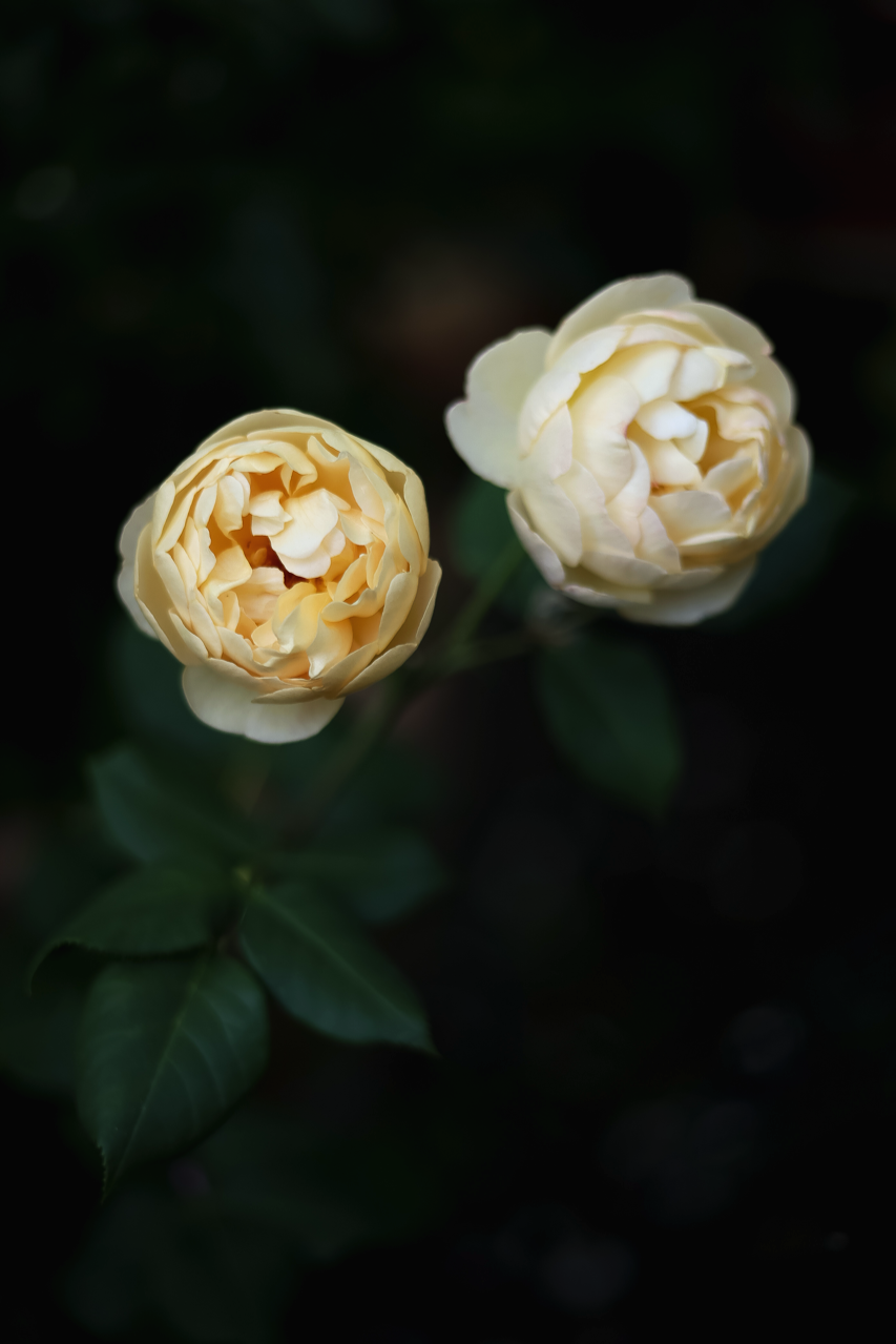 Gro%25C3%259F%2B%2528Garten%2BInspiration%2B%252822%2Bvon%2B30%2529%2529.png