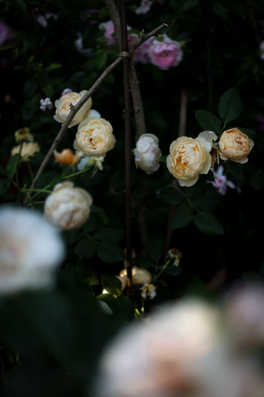 Gro%C3%9F+%28Garten+Inspiration+%2805+von+30%29%29.png