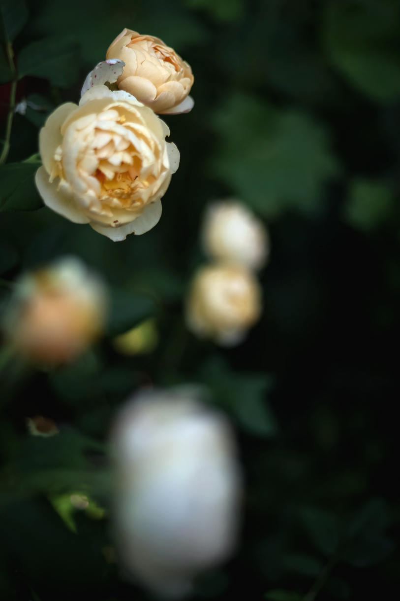 Gro%25C3%259F%2B%2528Garten%2BInspiration%2B%252803%2Bvon%2B30%2529%2529.png