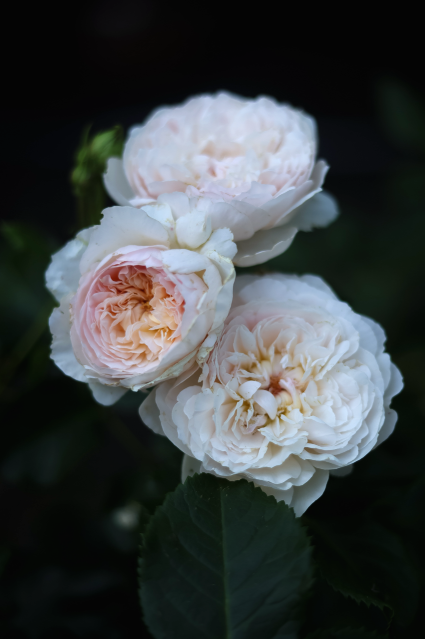 Gro%25C3%259F%2B%2528Garten%2BInspiration%2B%252807%2Bvon%2B30%2529%2529.png