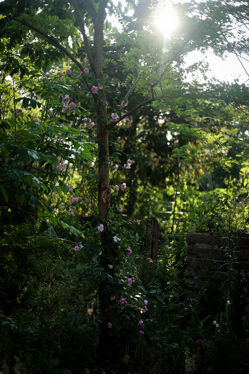Gro%25C3%259F%2B%2528Garten%2BInspiration%2B%252827%2Bvon%2B30%2529%2529.png