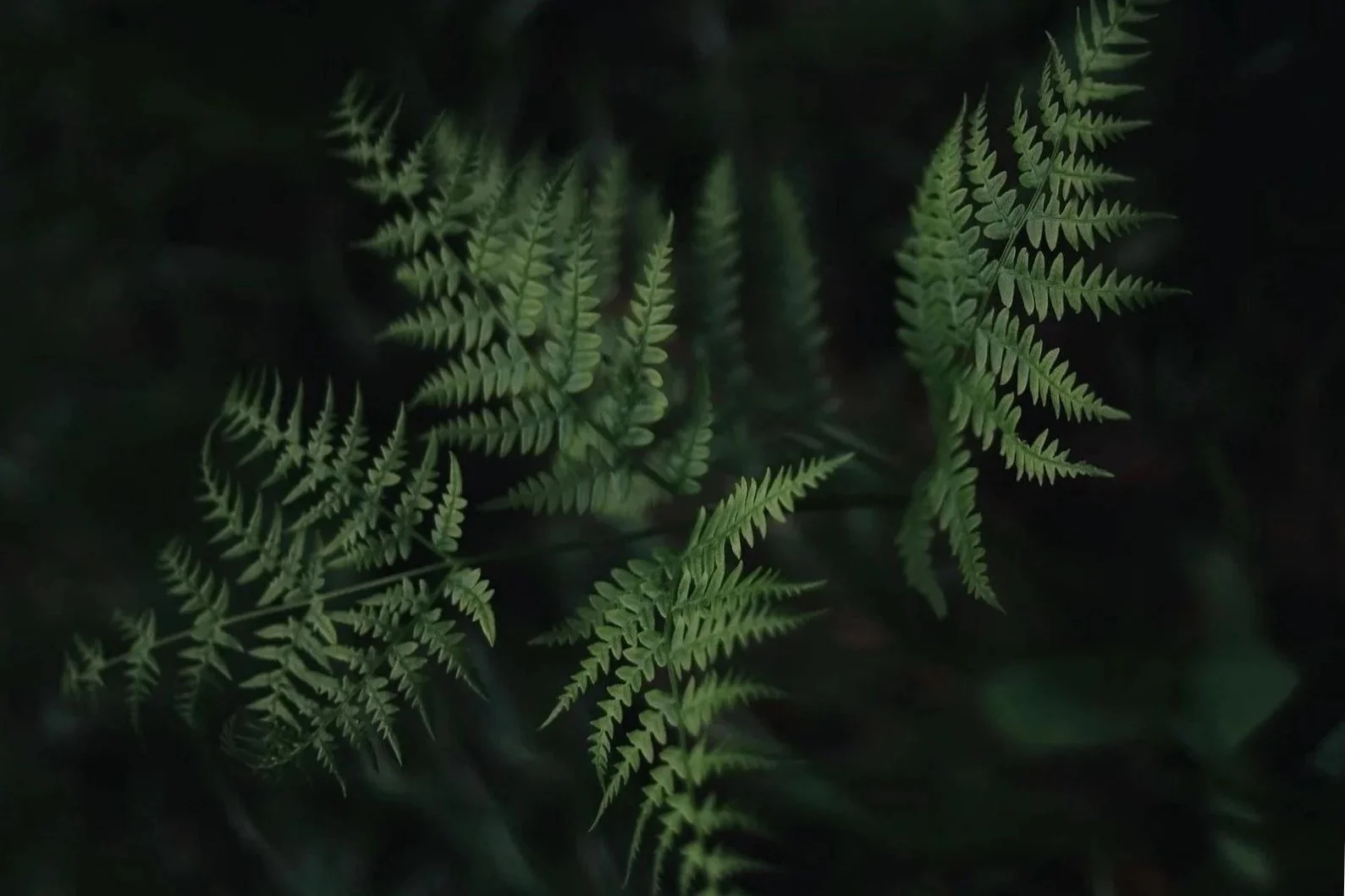 WALD Schönheiten - im DETAIL
