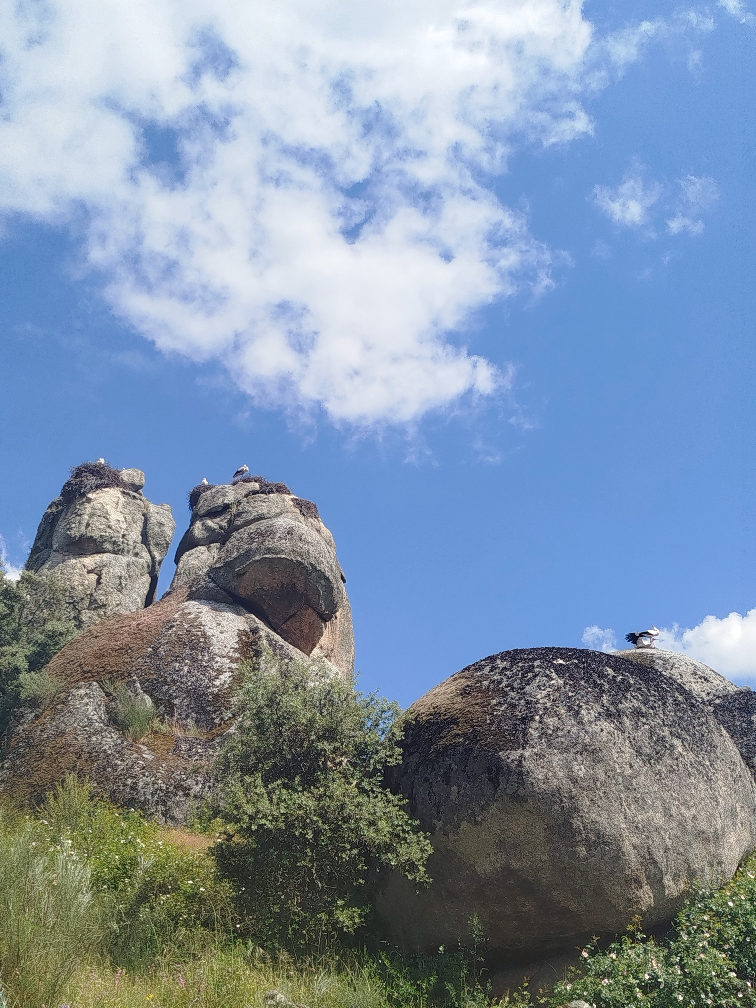 Large rock formations with guideposts on top, surrounded by shrubs and flowers, under a bright blue sky with scattered white clouds.