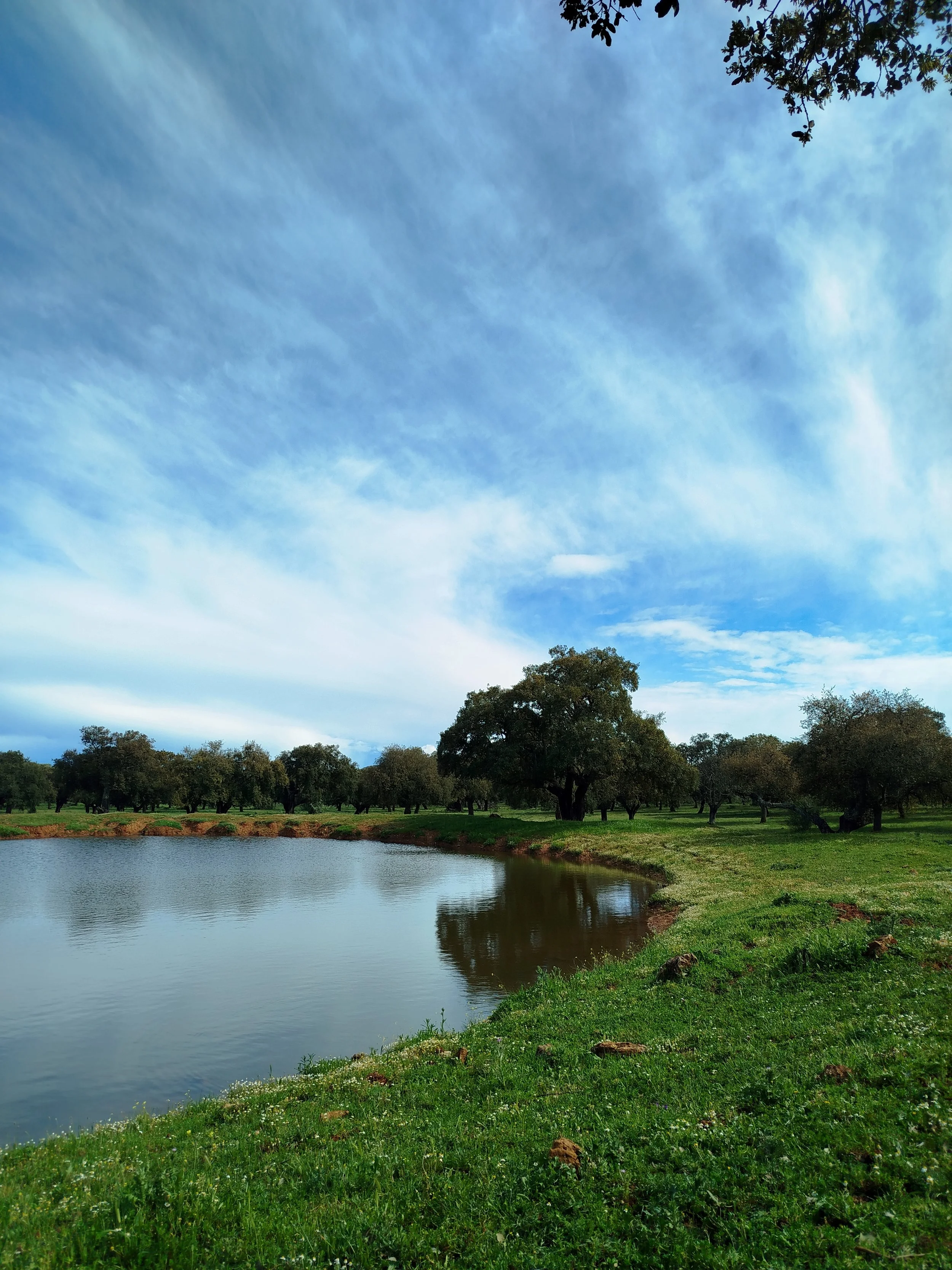 A peaceful landscape with a body of water in the foreground, surrounded by green grass and trees. The sky is bright blue with scattered clouds, and there are trees along the horizon.