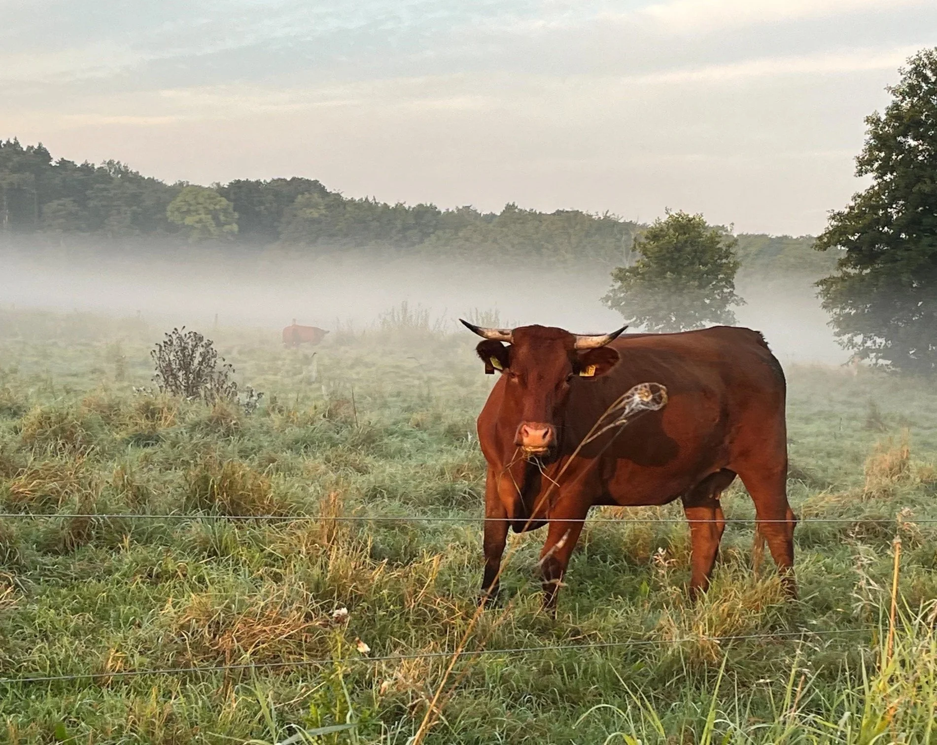 Rind des Klosterguts Dibbesdorf auf einer Weide im Morgennebel.