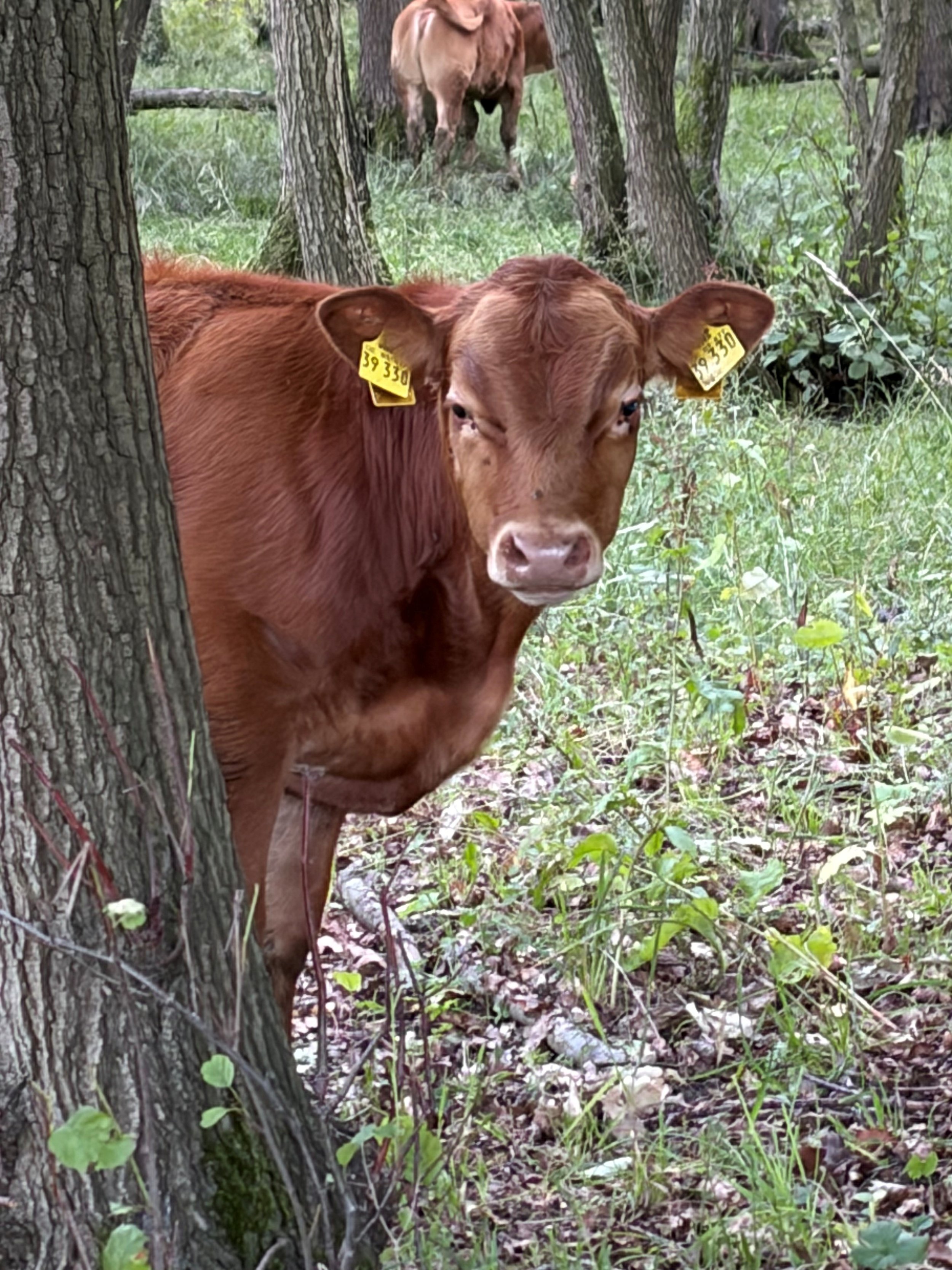 Rind aus der Mutterkuhhaltung des Klosterguts Dibbesdorf auf einer naturnahen Weide.