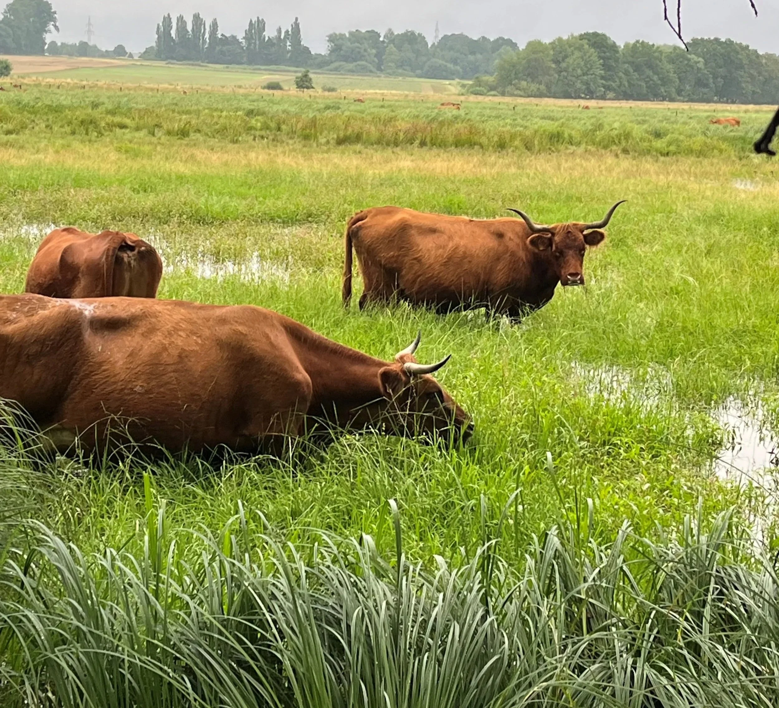 Rinder grasen auf einer grünen Wiese mit Bäumen und Hügellandschaft im Hintergrund.