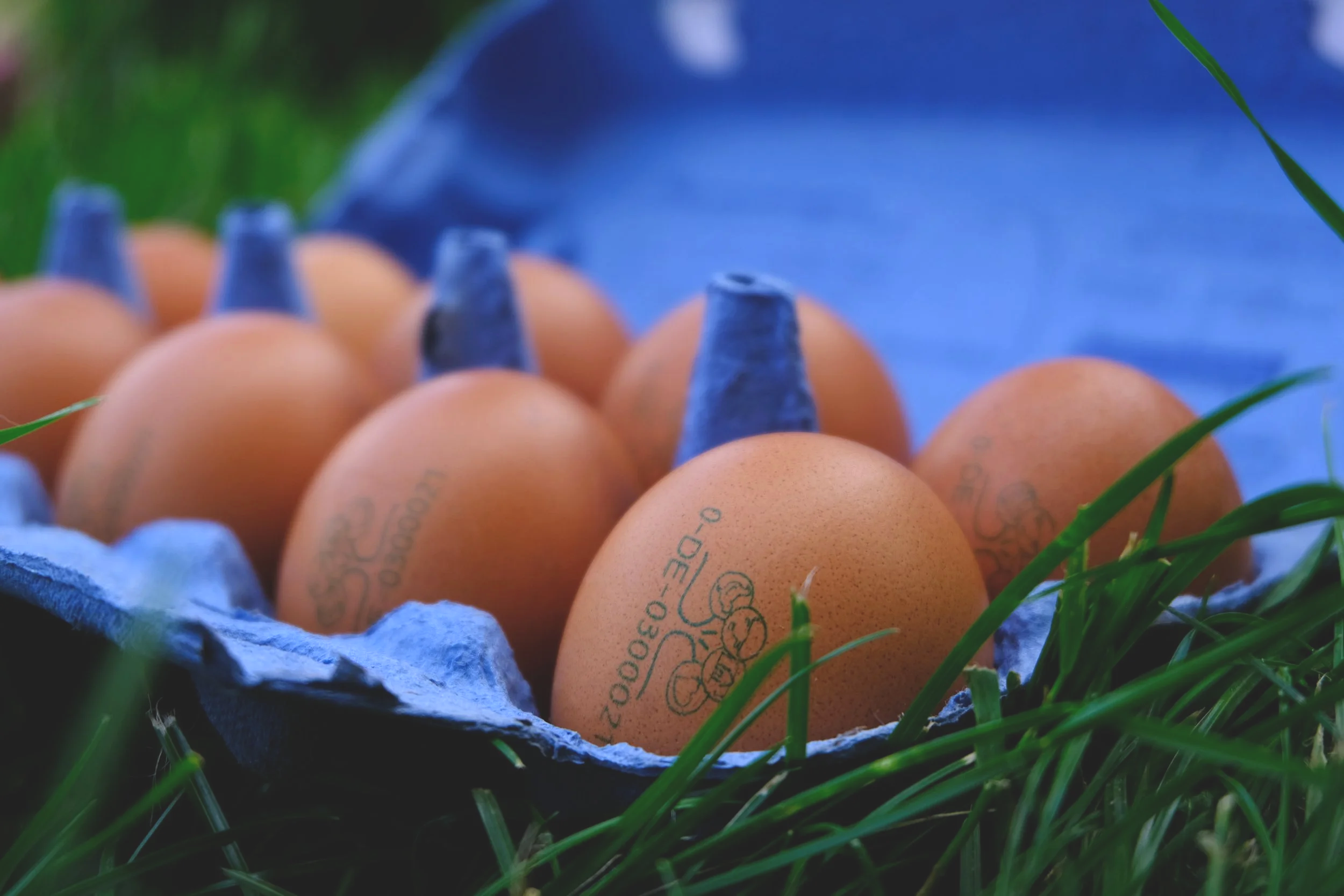 Bio-Eier vom Klostergut Dibbesdorf im blauen Eierkarton auf der Wiese