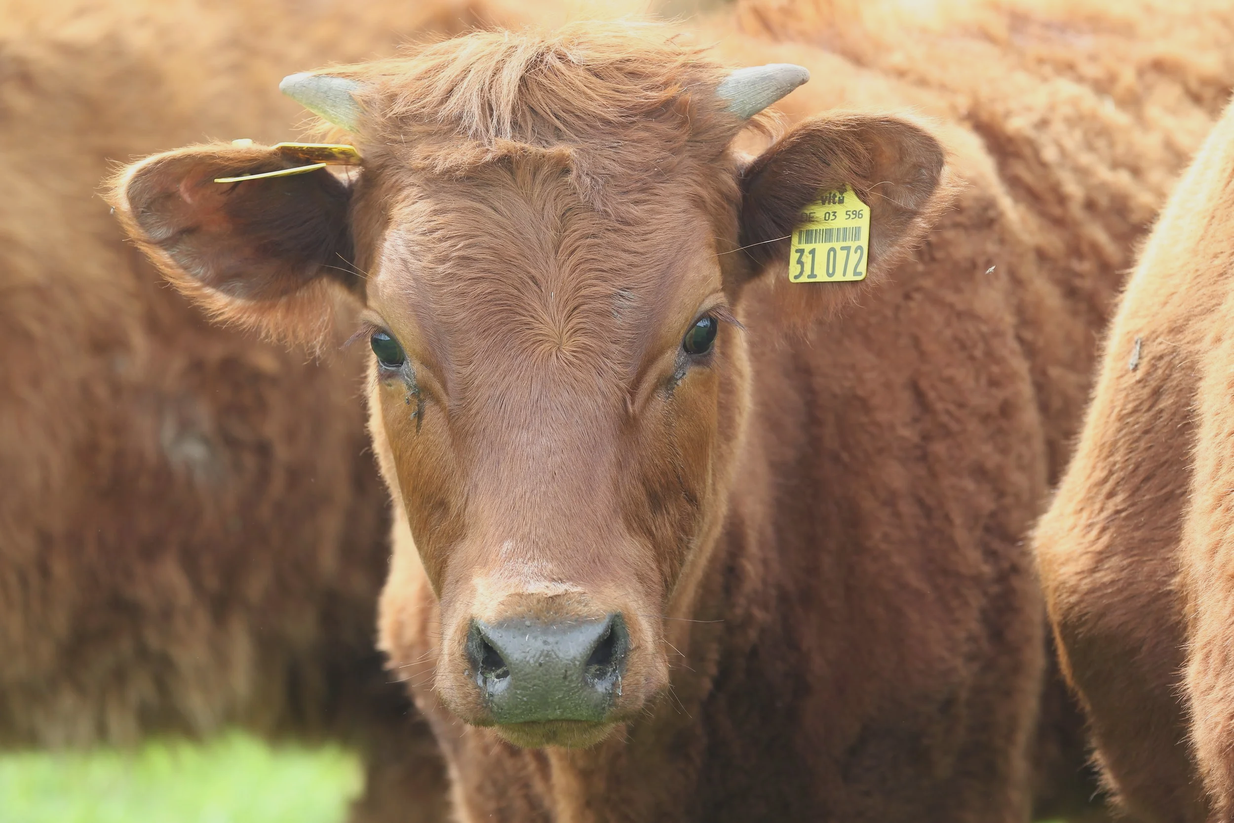 Kalb aus der Mutterkuhhaltung des Klosterguts Dibbesdorf.