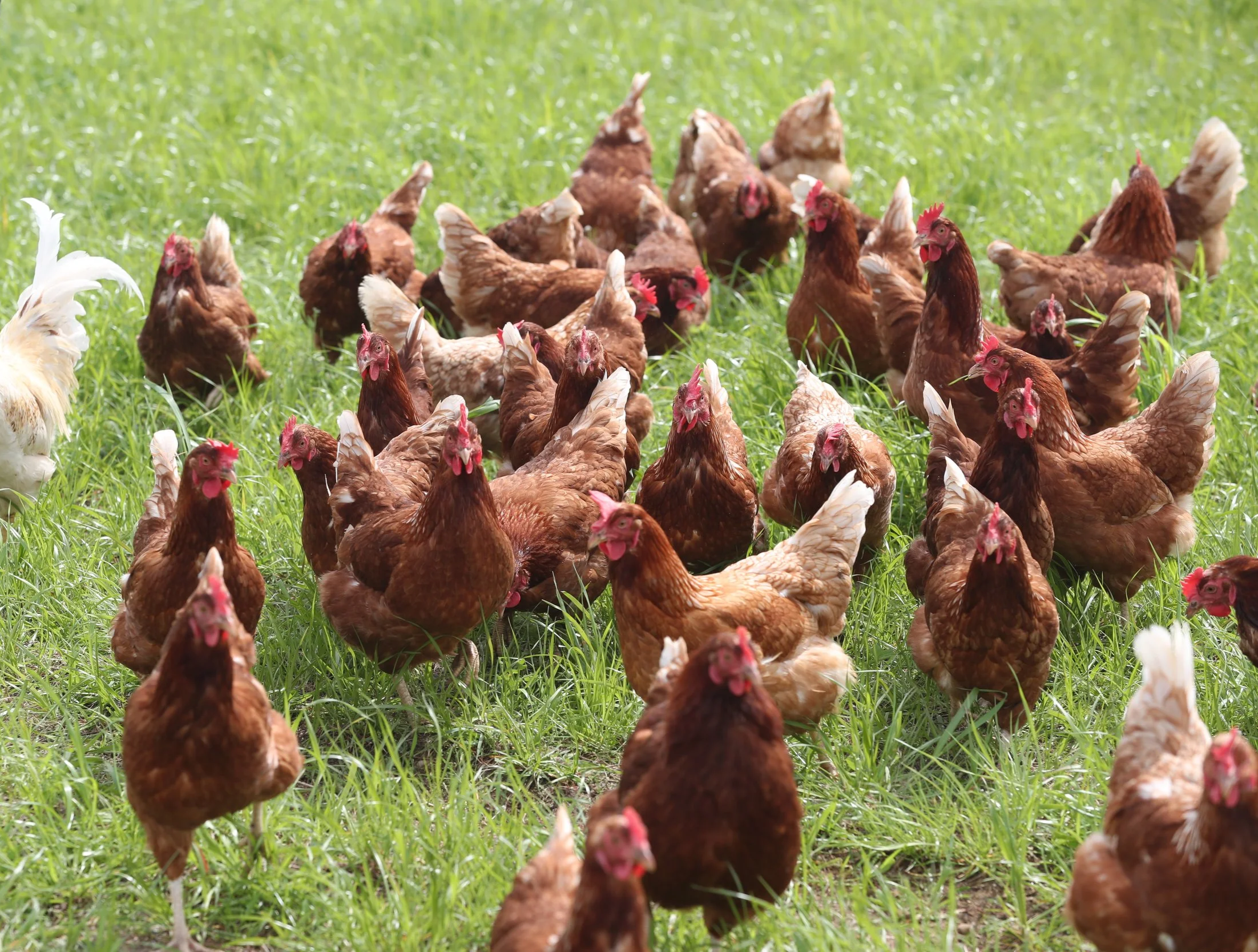 Bio-Legehennen des Klosterguts Dibbesdorf auf der grünen Wiese.