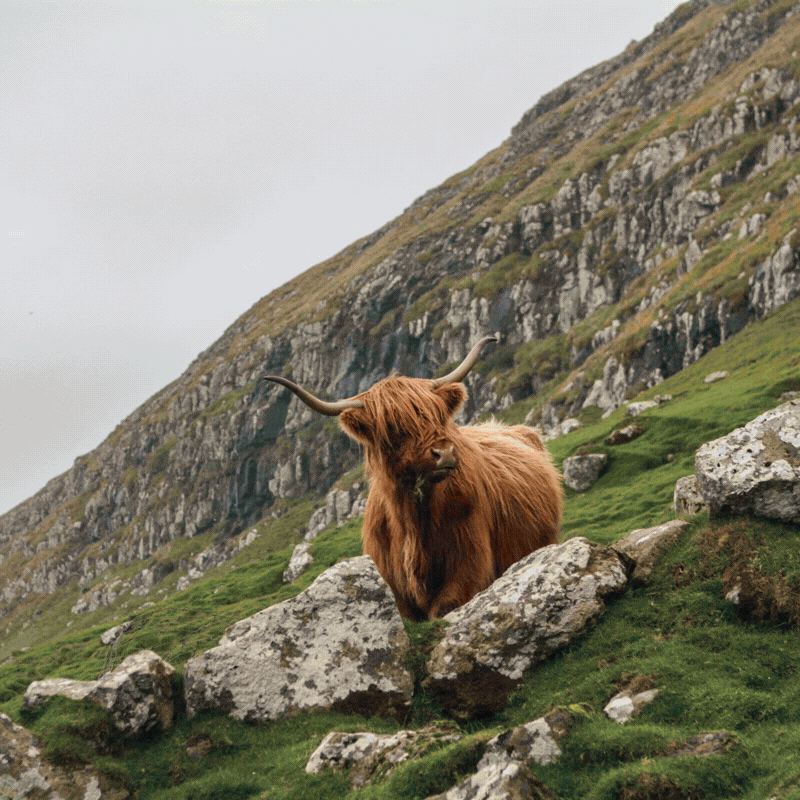 A Highland cow with long horns sitting on rocks in a grassy, mountainous landscape with cloudy skies.
