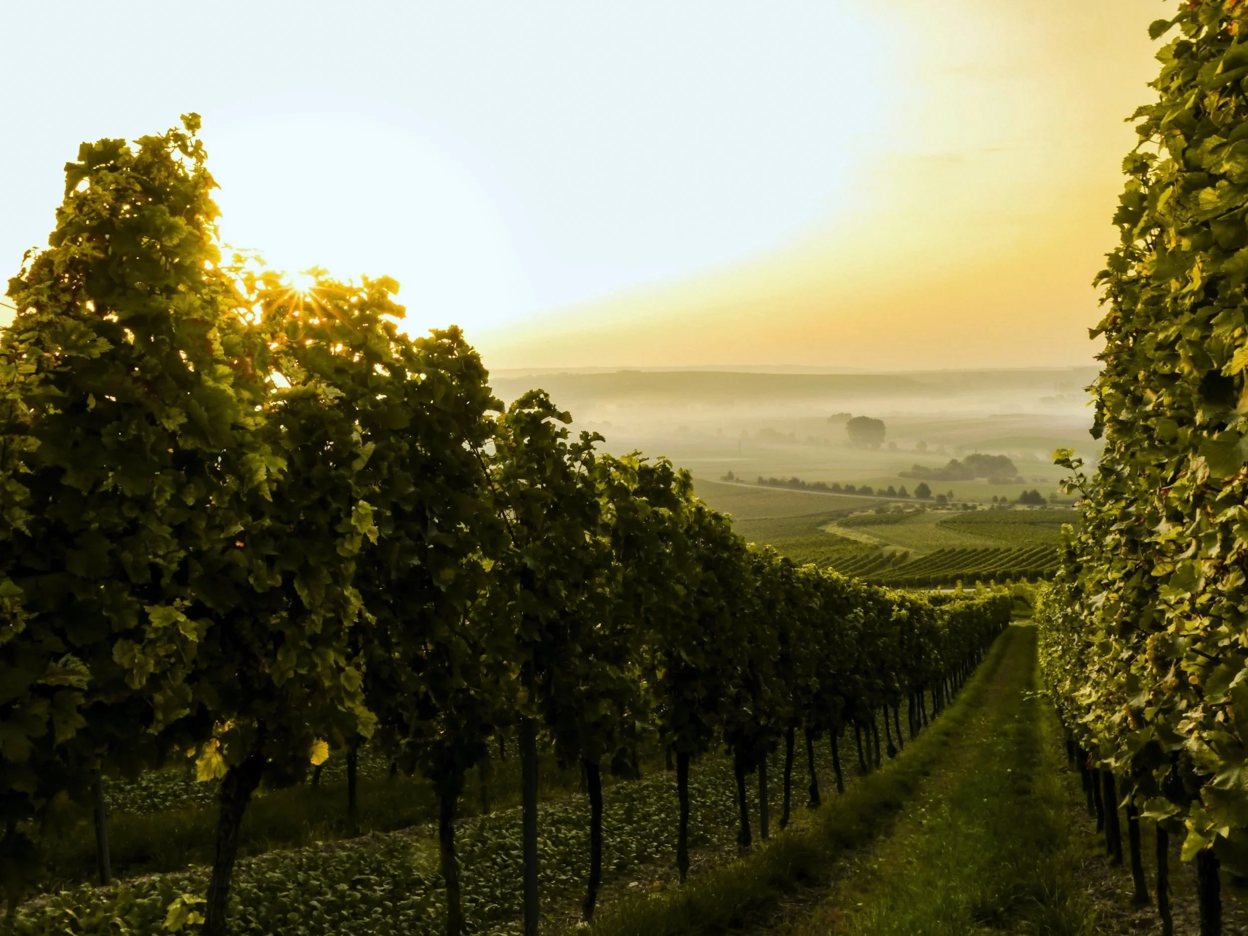 Vineyard rows with lush green grapevines and a distant view of rolling hills, with the sun shining through the leaves.