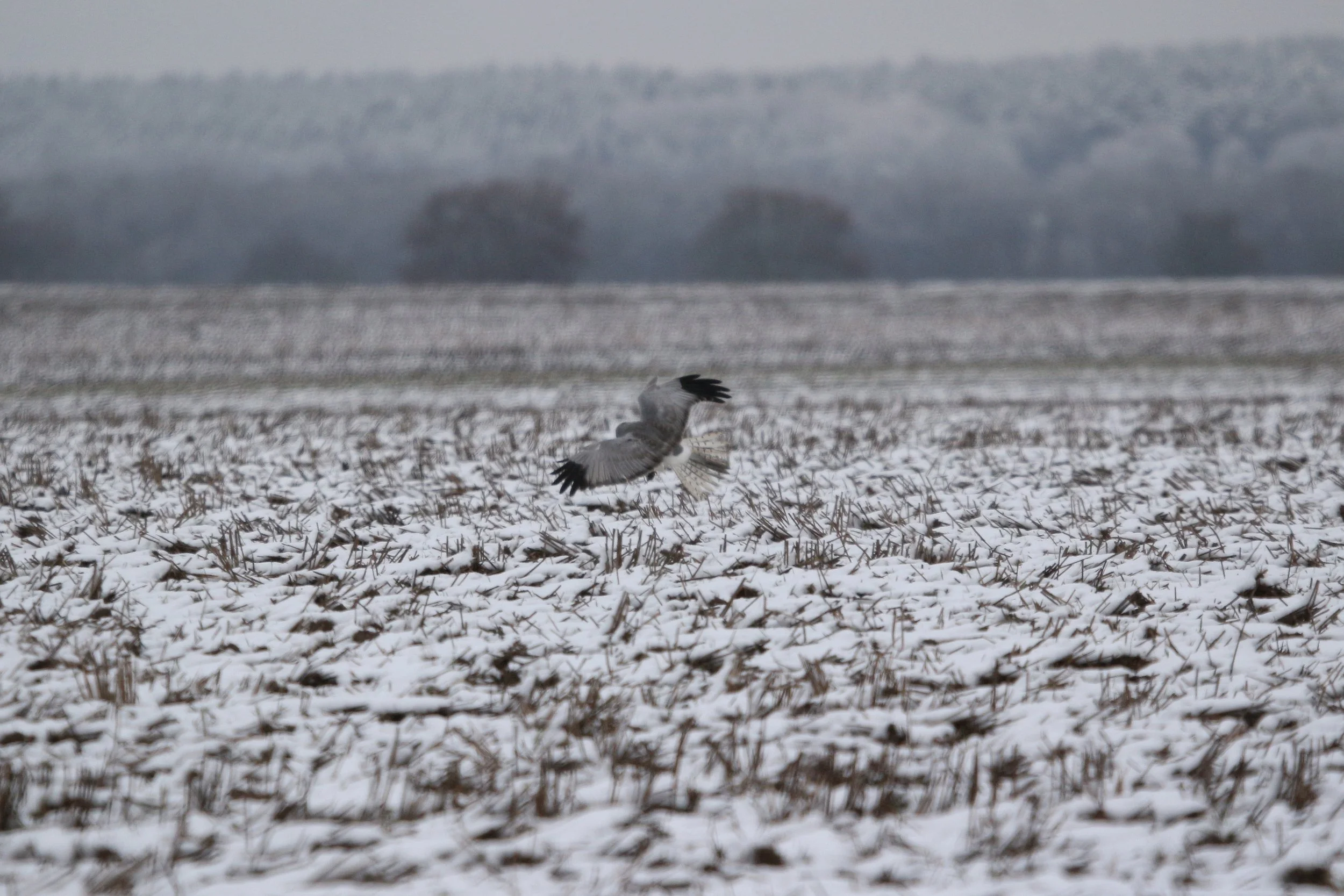 Wintertag
