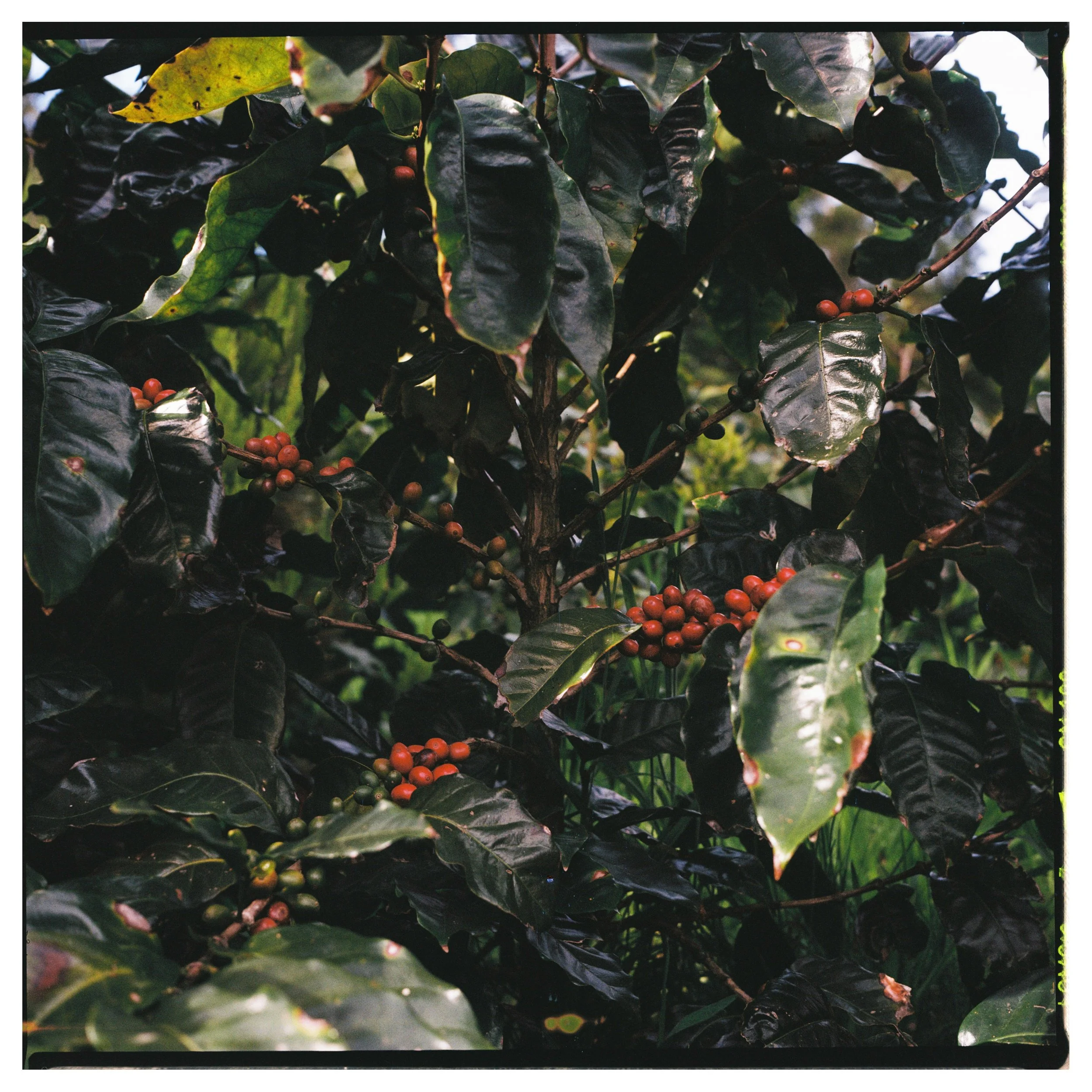 TW-Wolfen-coffee-79.jpg