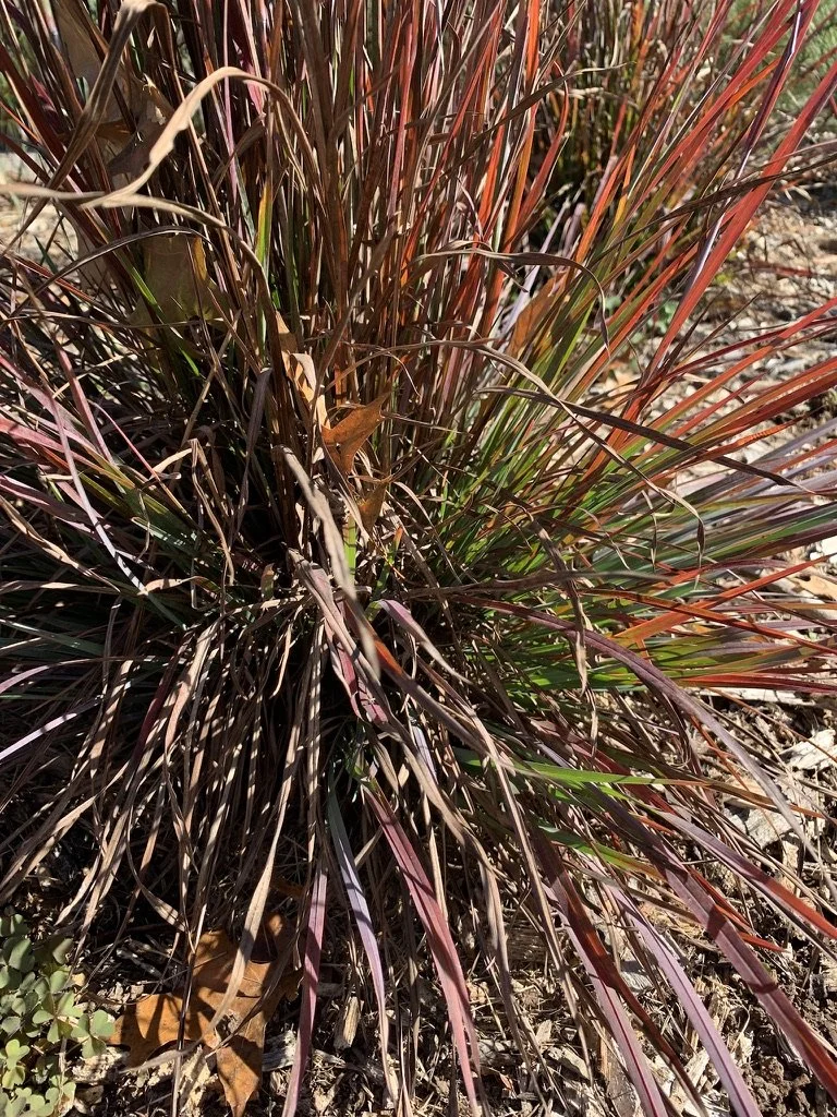 Underrated Plants For Fall Color