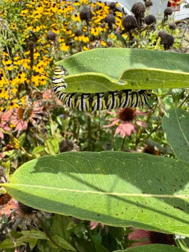 Monarch caterpillar on Milkweed leaf