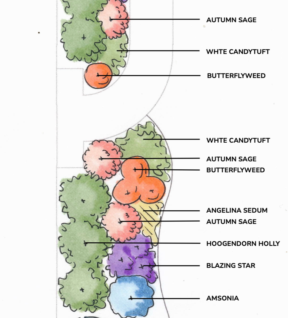 A conceptual landscape plan with a variety of colors and plant names such as Autumn Sage, White Candytuft, Butterflyweed, Angelina Sedum, Hoogendorn Holly, Blazing Star, and Amsonia.