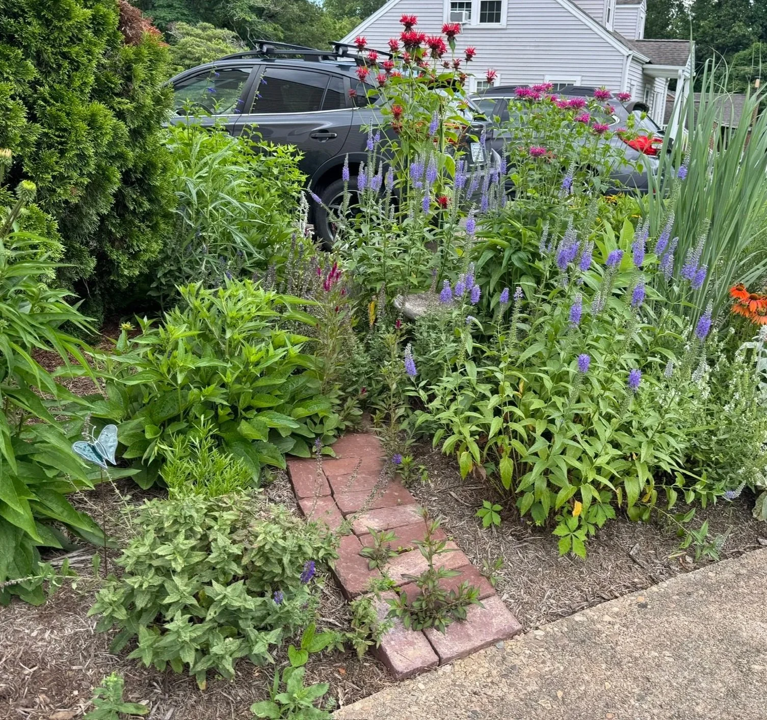 Naturalistic garden planting
