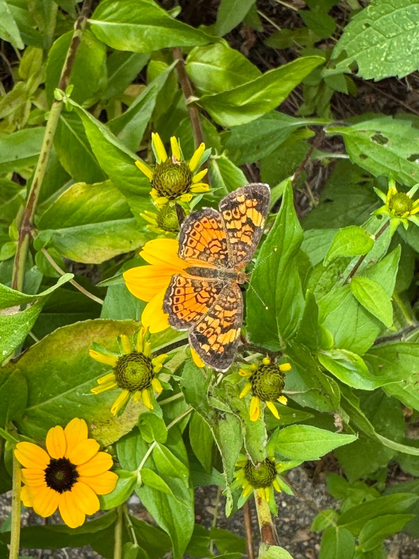 Pearl Crescent butterfly on Rudbeckia bloom