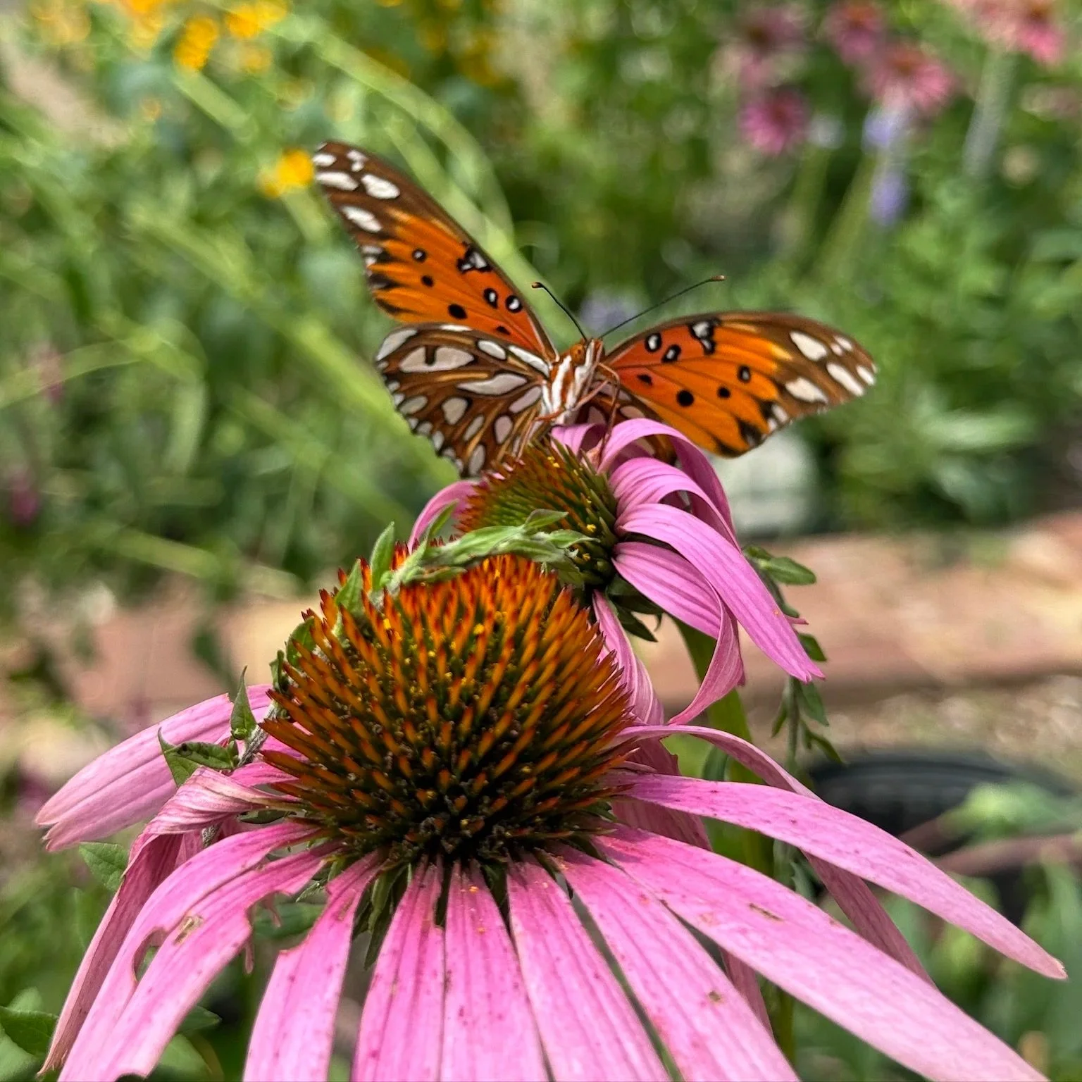 Gulf Fritillary Butterfly on Coneflower