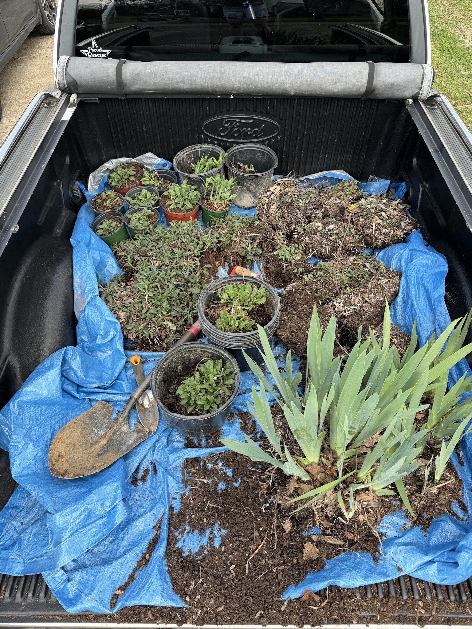 A truck bed with various potted plants, a large shovel ,and other gardening tools all laying on a blue tarp.