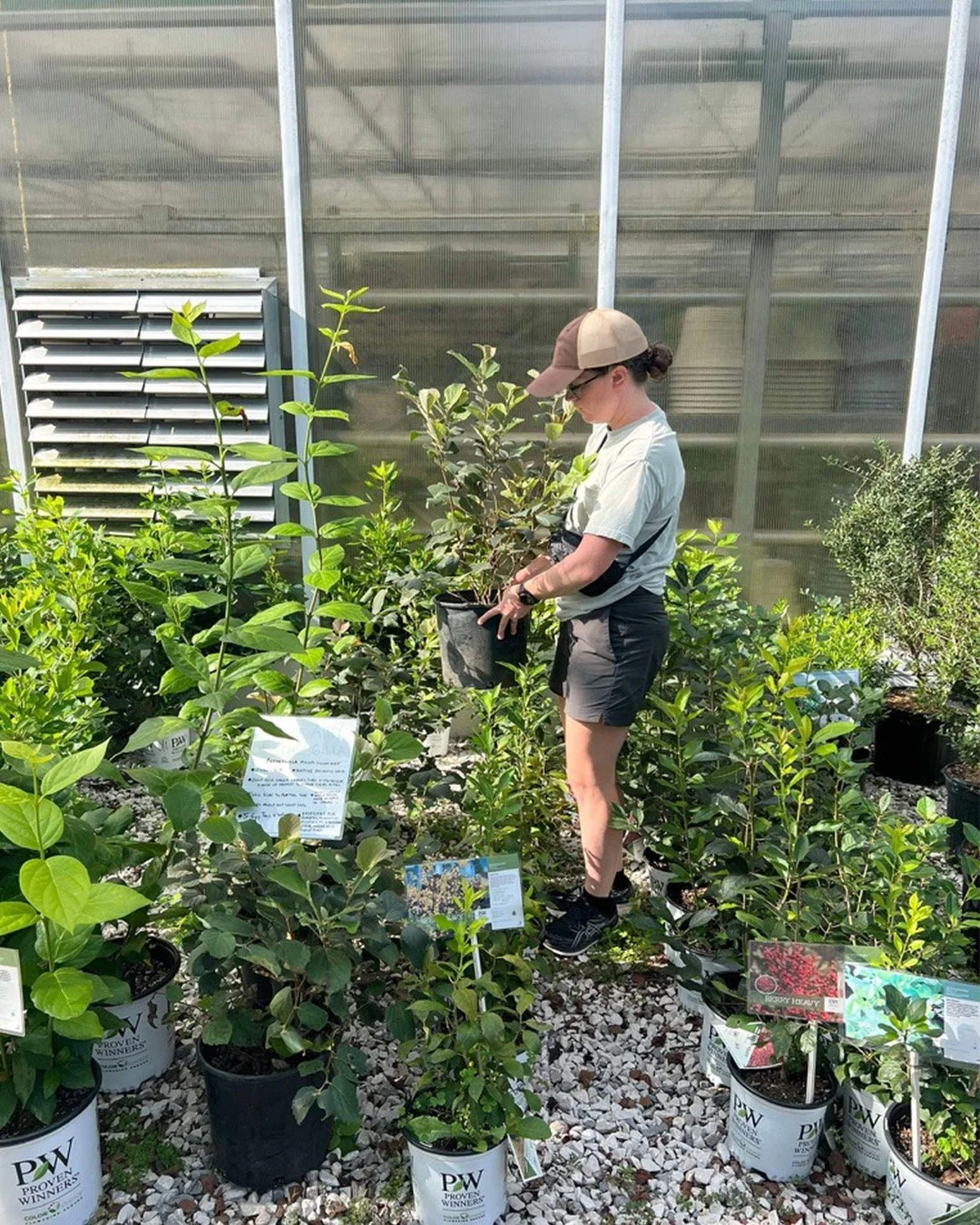 A woman browsing potted plants next to a greenhouse, wearing a baseball cap, glasses, a light green shirt, gray shorts, and sneakers, surrounded by various green plants and informational plant signs.