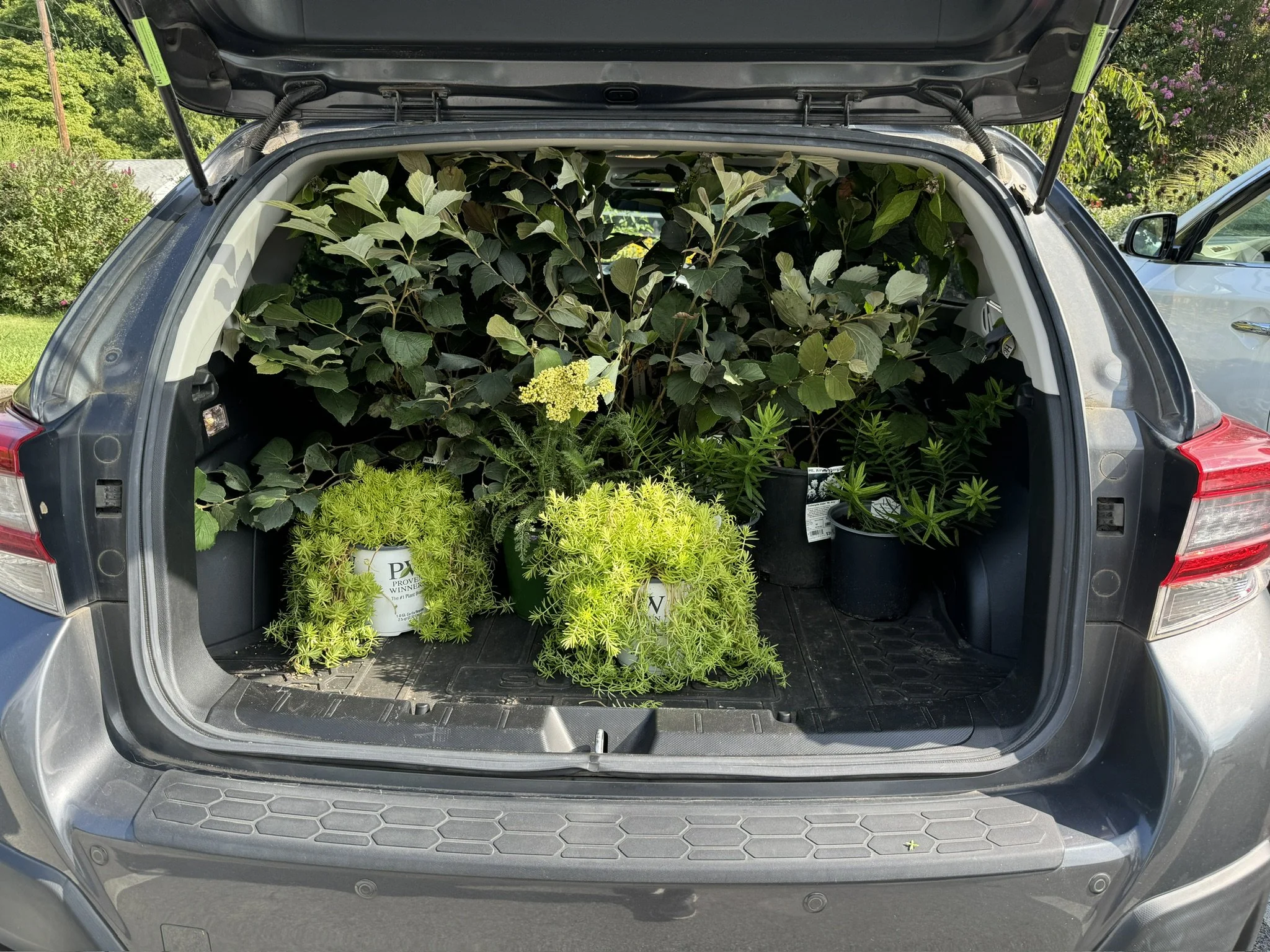 Potted plants in the trunk of a car