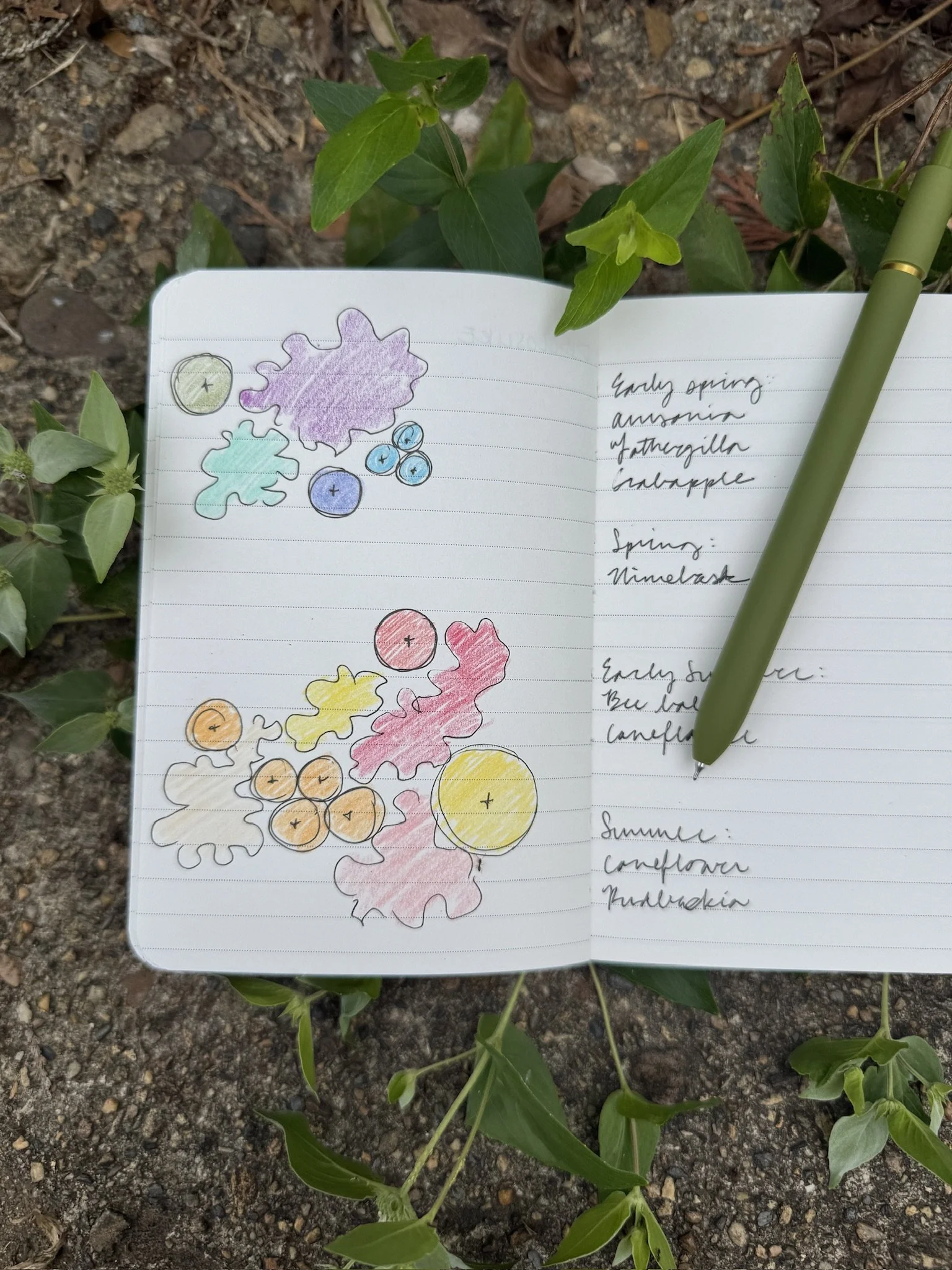 Notebook with plant names and plant sketch