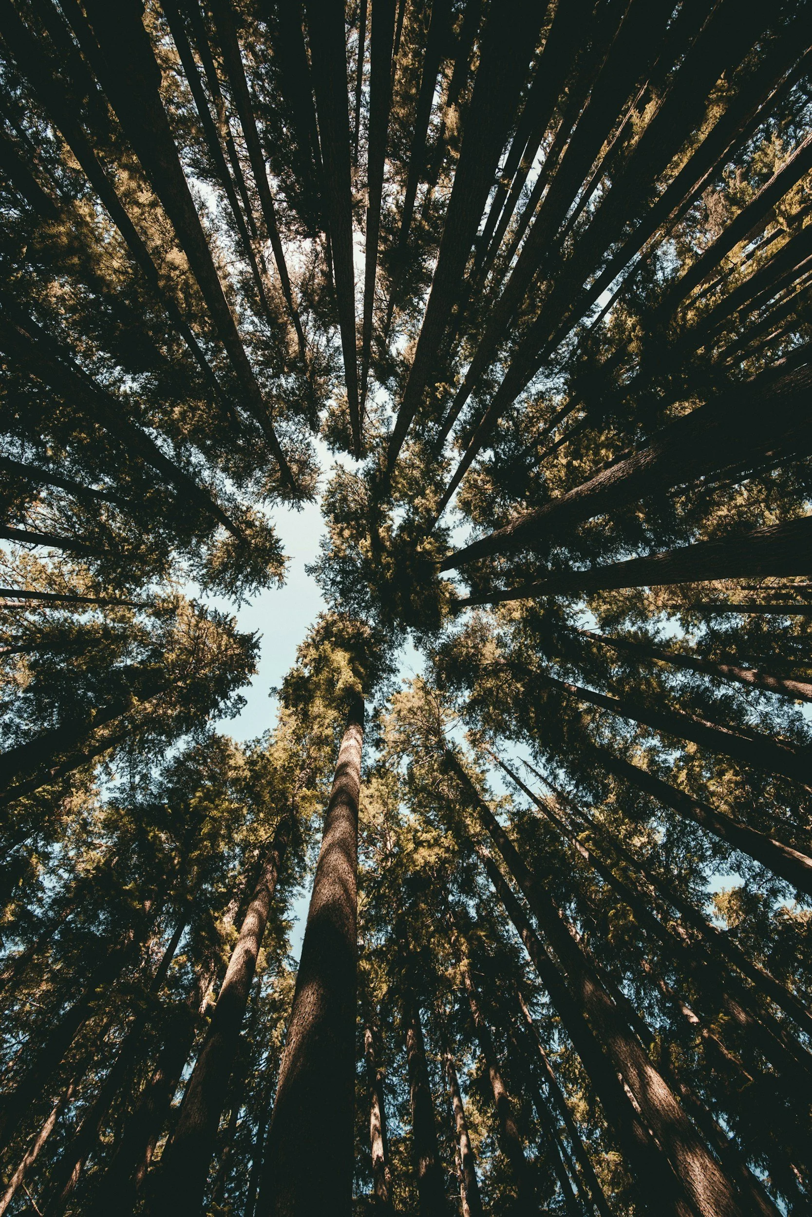Tall trees viewed from the ground looking up in a forest, sunlight filtering through the green foliage.