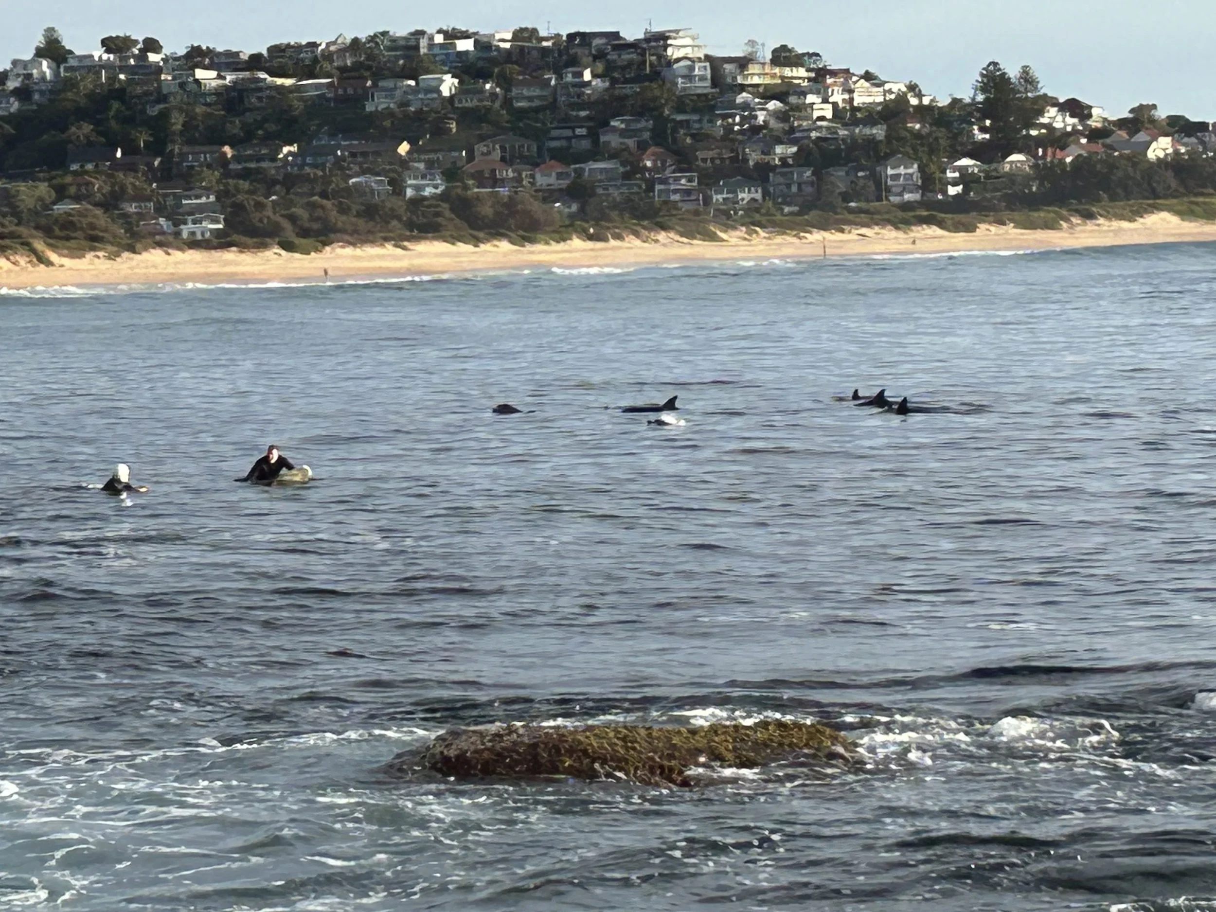 Guess What These Dolphins Did to Get Food