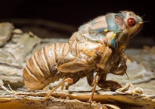Caesarian Cicada