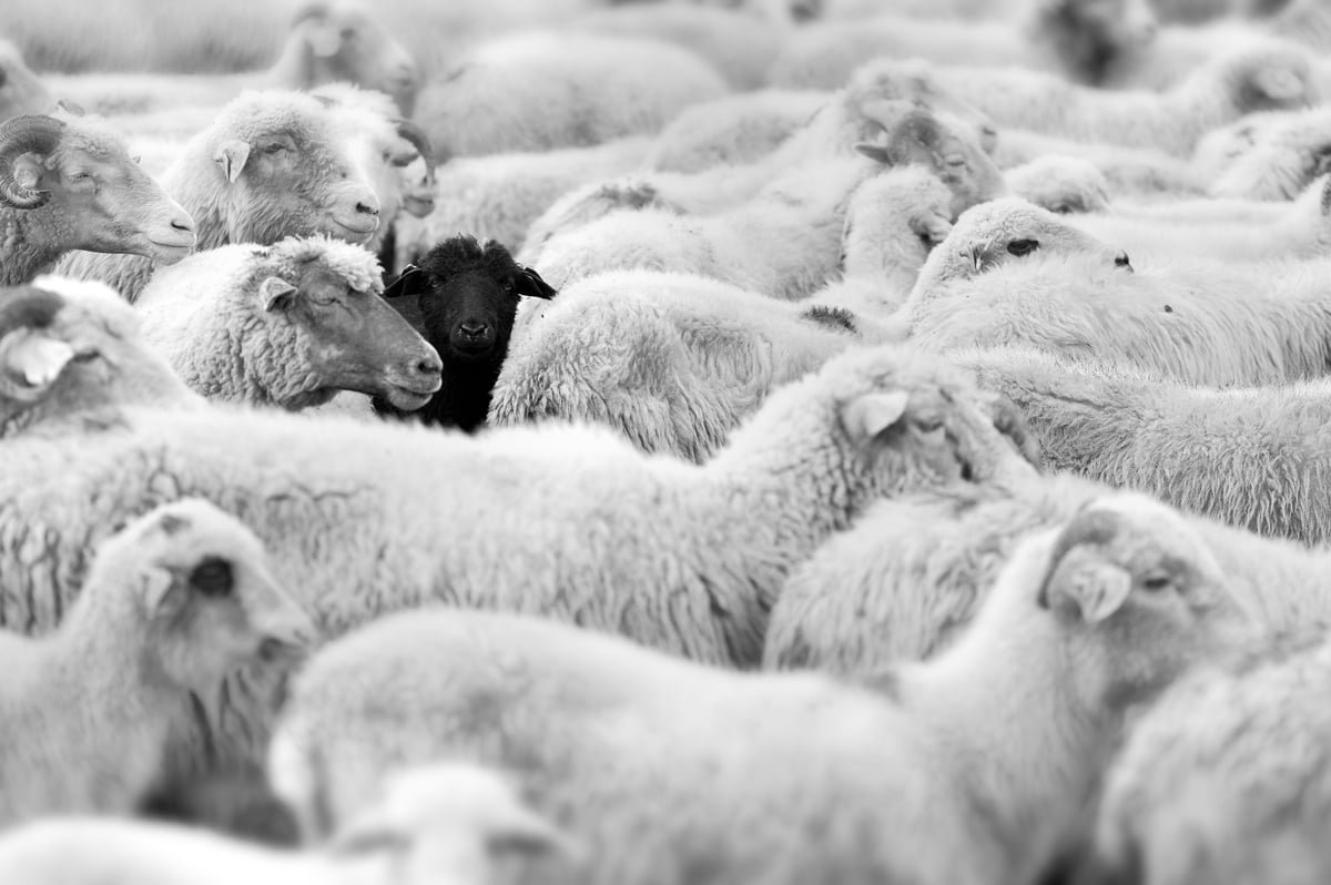 How to Think Like the Black Sheep