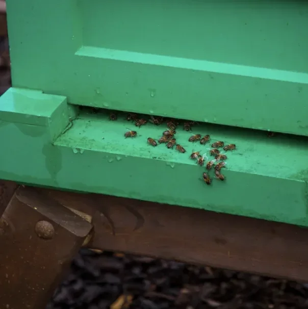 Bees entering a green bee hive.