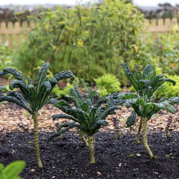 Close-up of three kale plants growing in soil in a garden, with a wooden fence and greenery in the background.