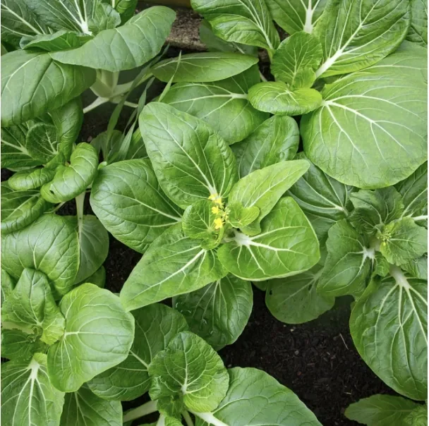 Close-up of lush green leafy plants growing in soil, with some tiny yellow flowers emerging.