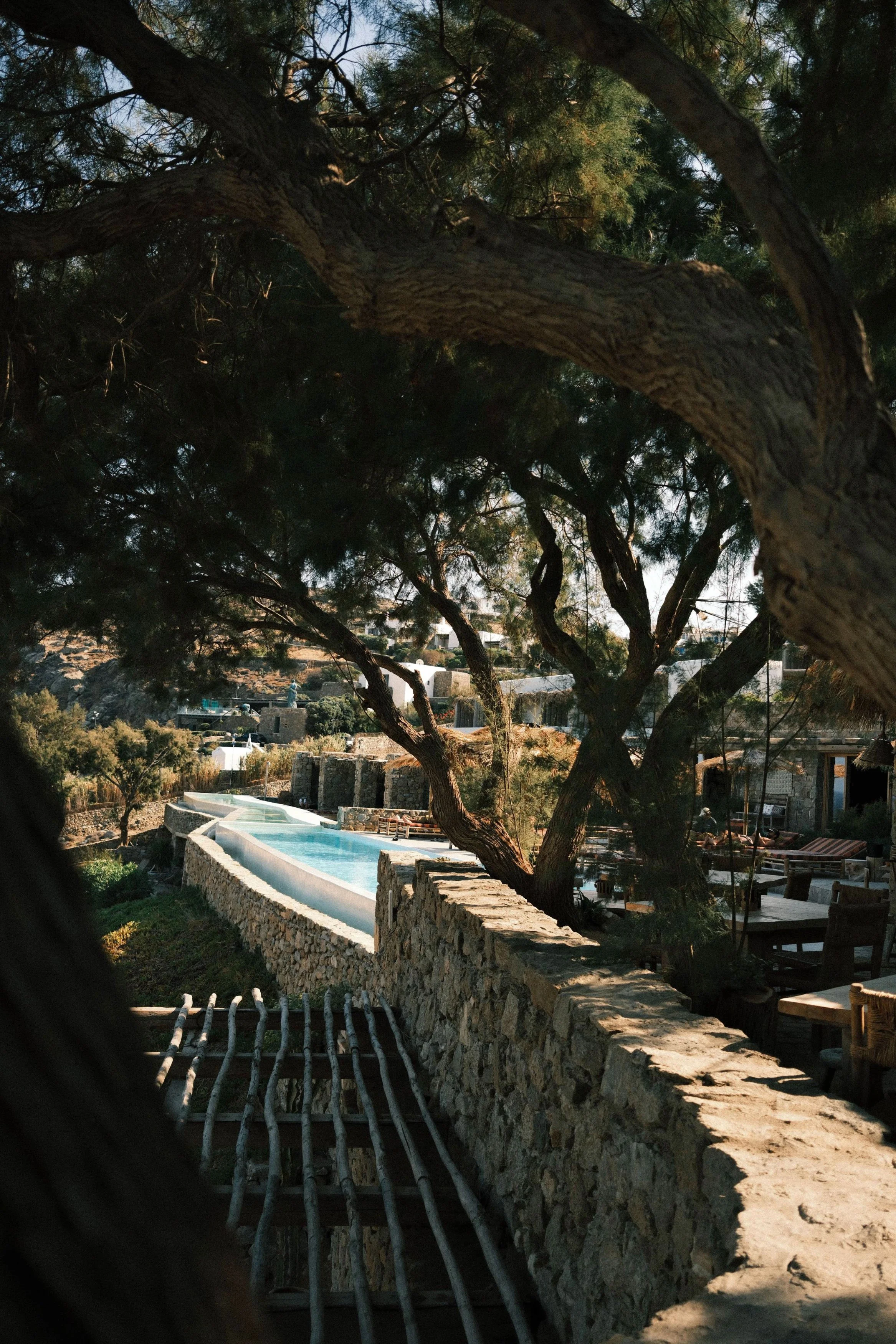 A view of a tree with thick, textured bark and sprawling branches in the foreground, with a stone wall and an outdoor pool area in the background under clear skies.