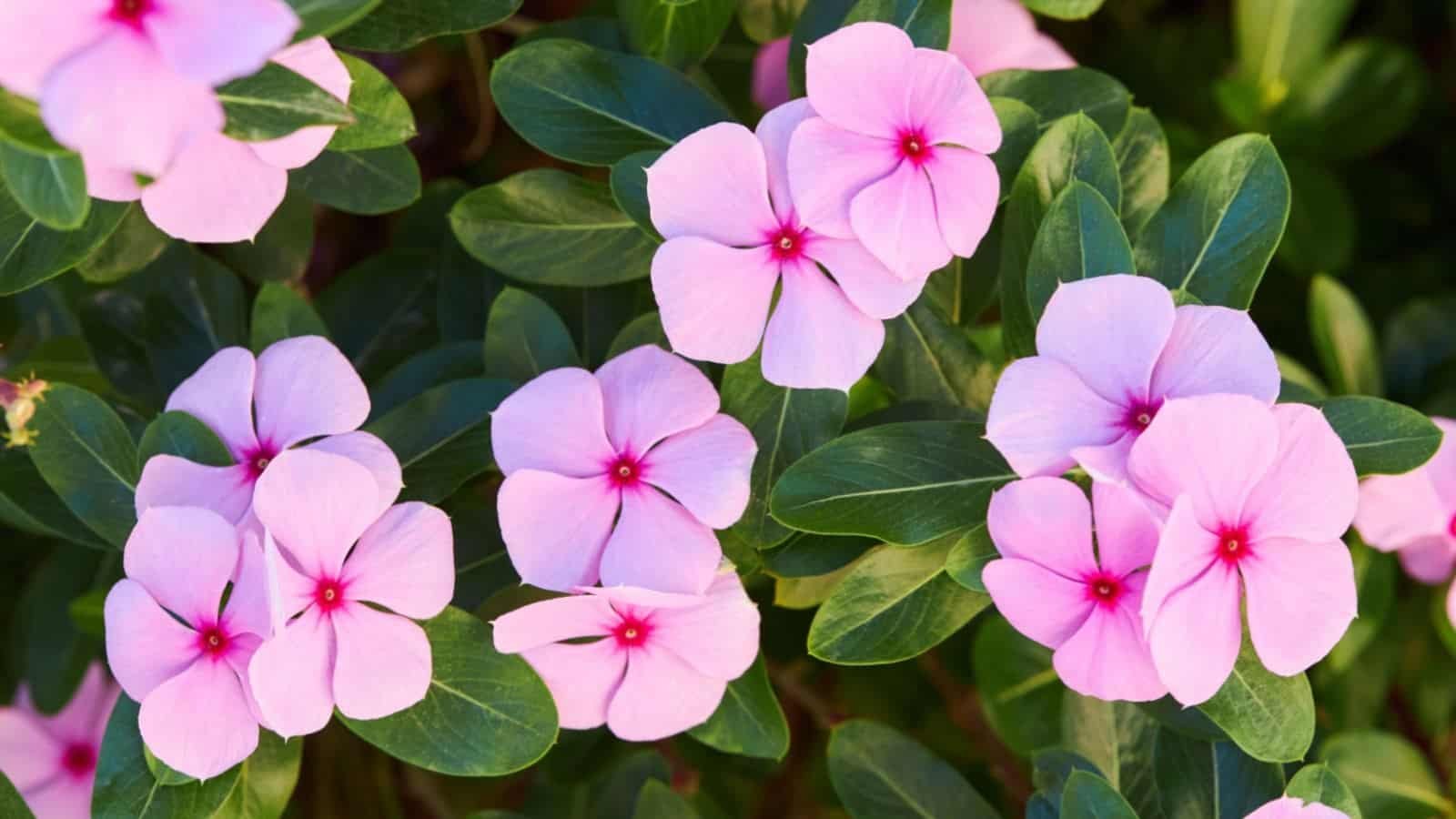 Cluster of pink and purple flowers with green leaves.