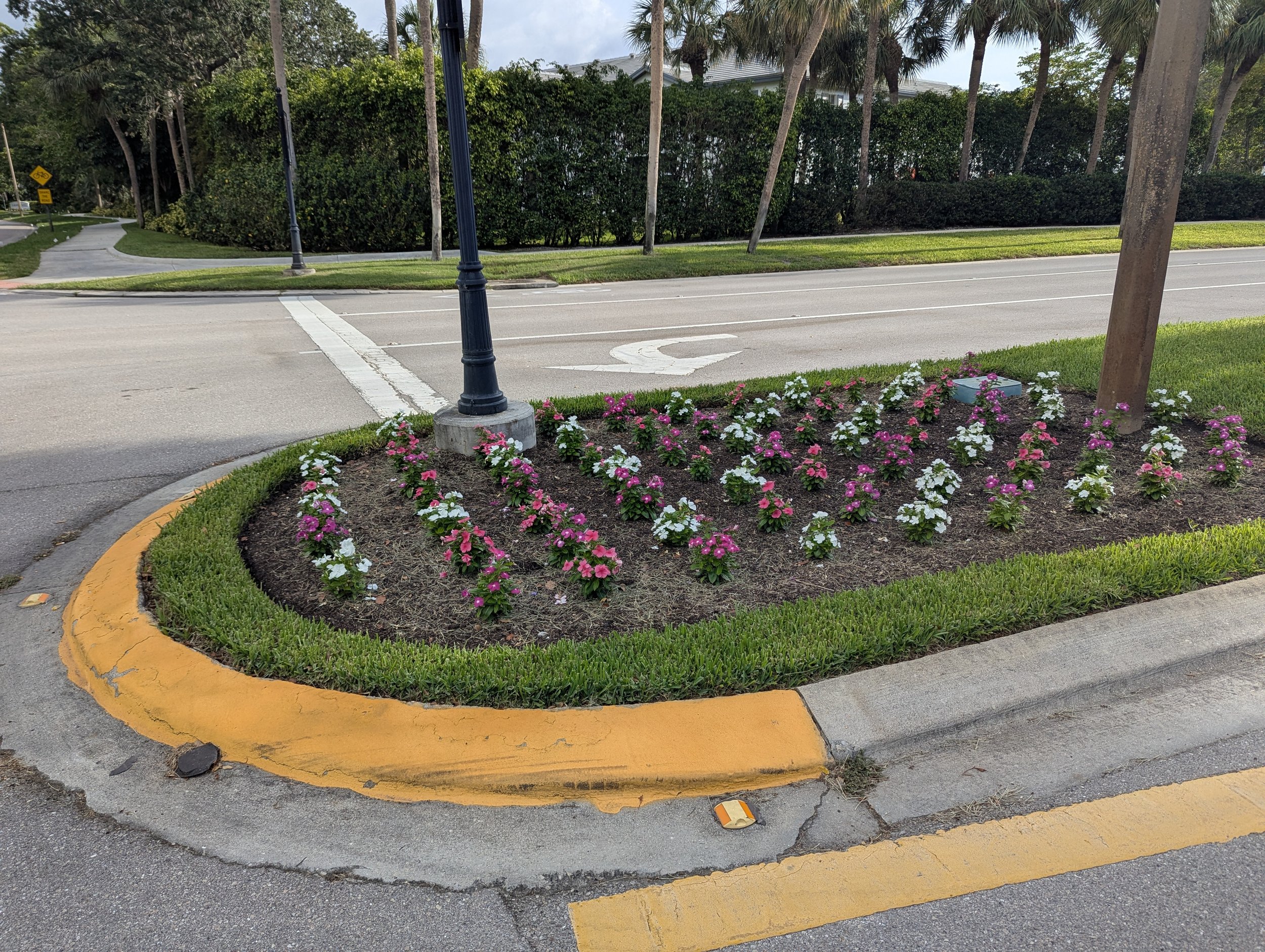 A bed of vinca flowers, summer annuals.