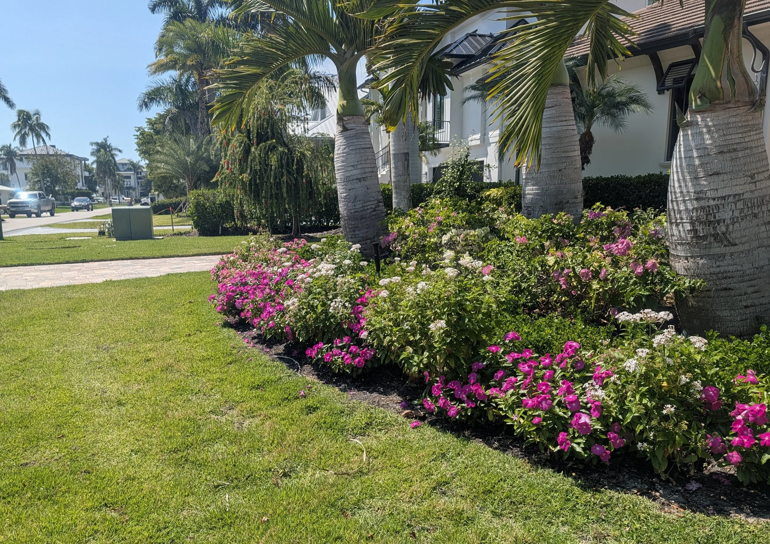 Annual flowers in a front yard planting bed with bottle palms.