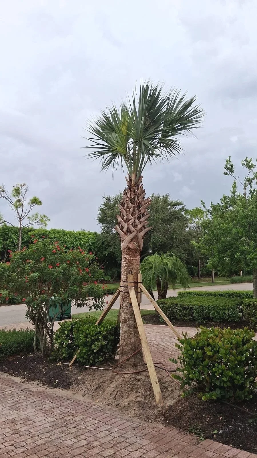 Recently planted sable palm tree with supports.