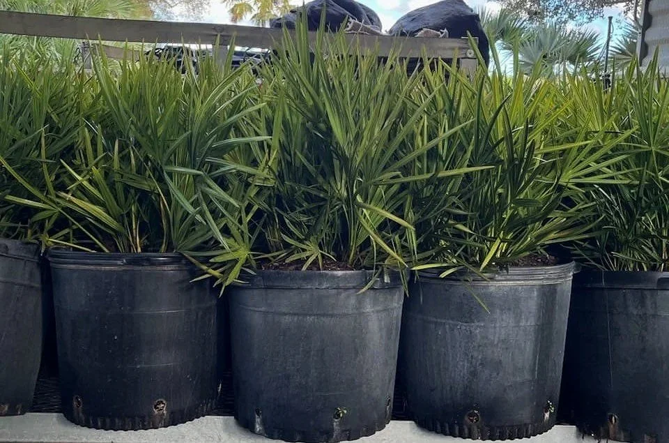 15 gallon native saw palmettos ready to plant.